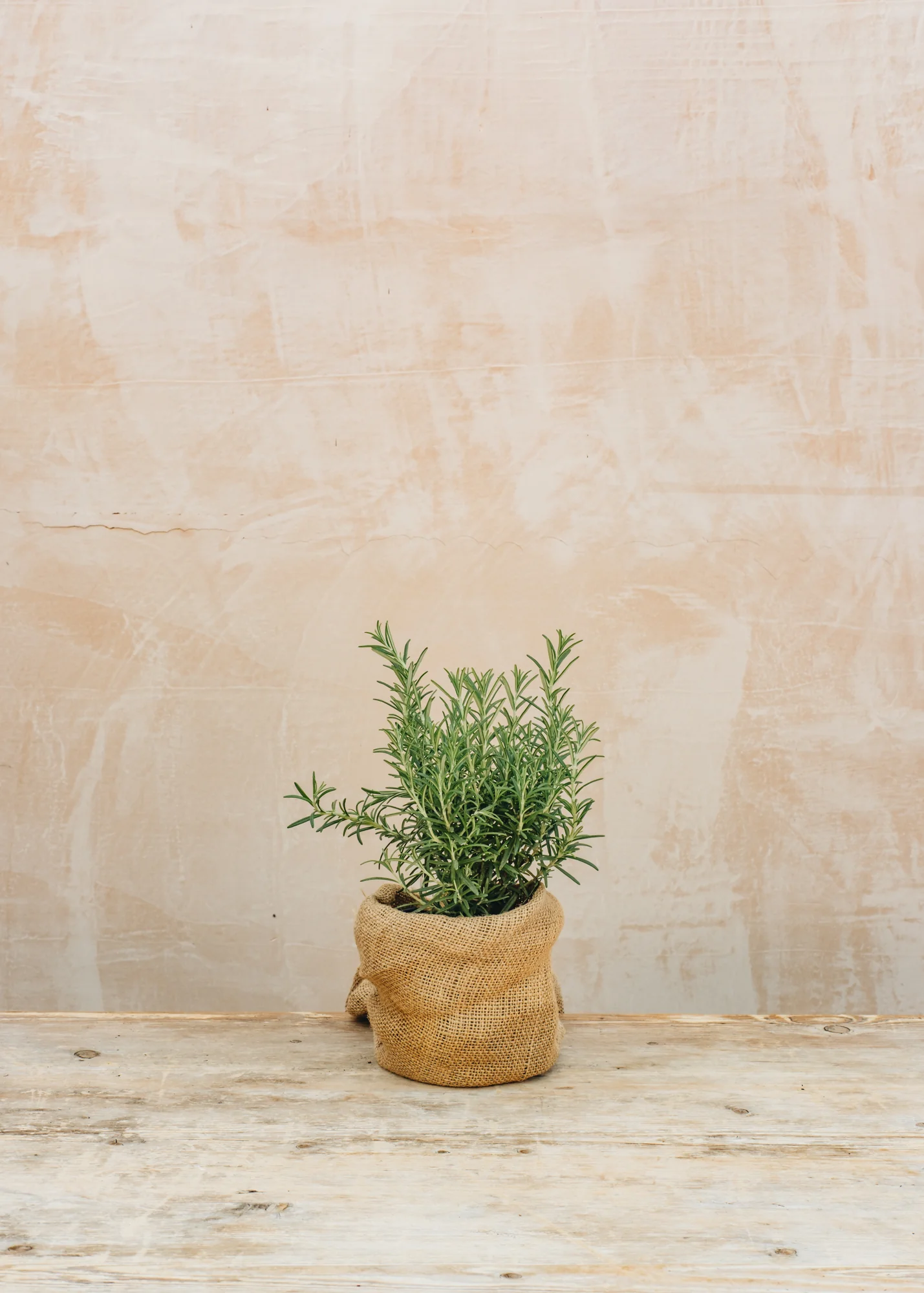 Rosmarinus officinalis, 1L