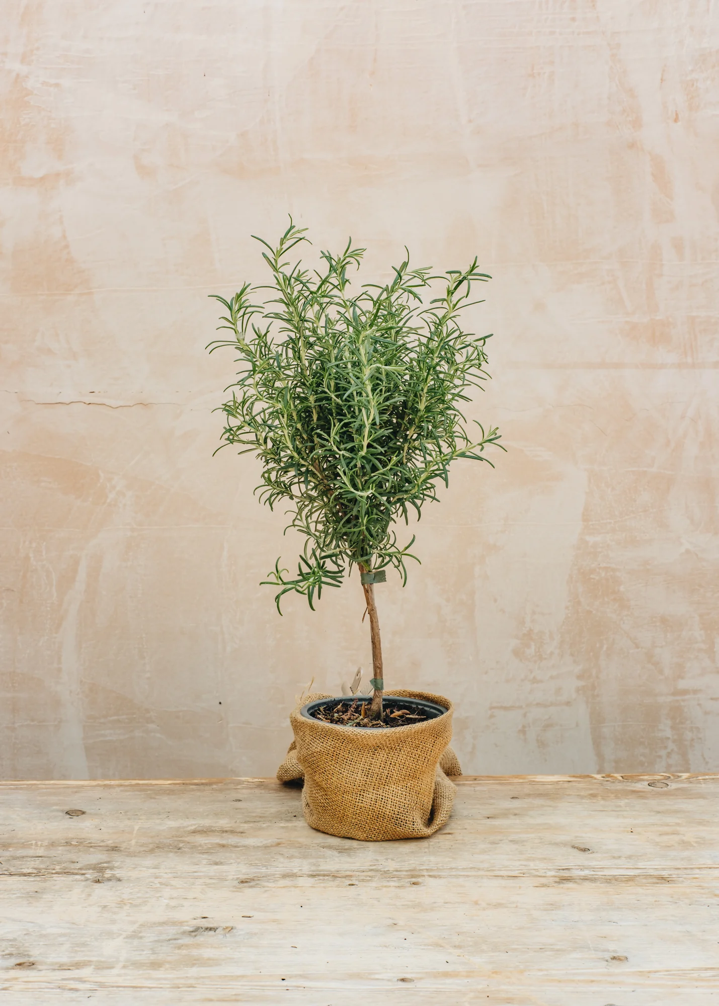Rosmarinus officinalis, 1L Standard 