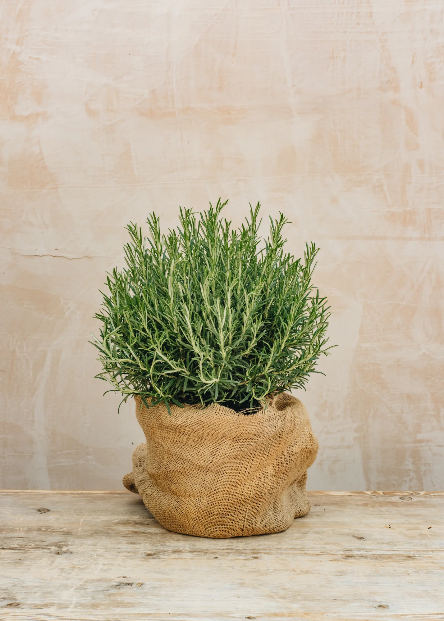 Rosmarinus officinalis, 6L