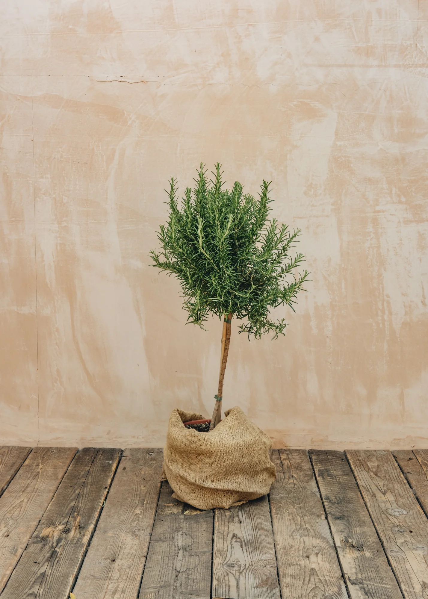 Rosmarinus officinalis, 6L Standard 