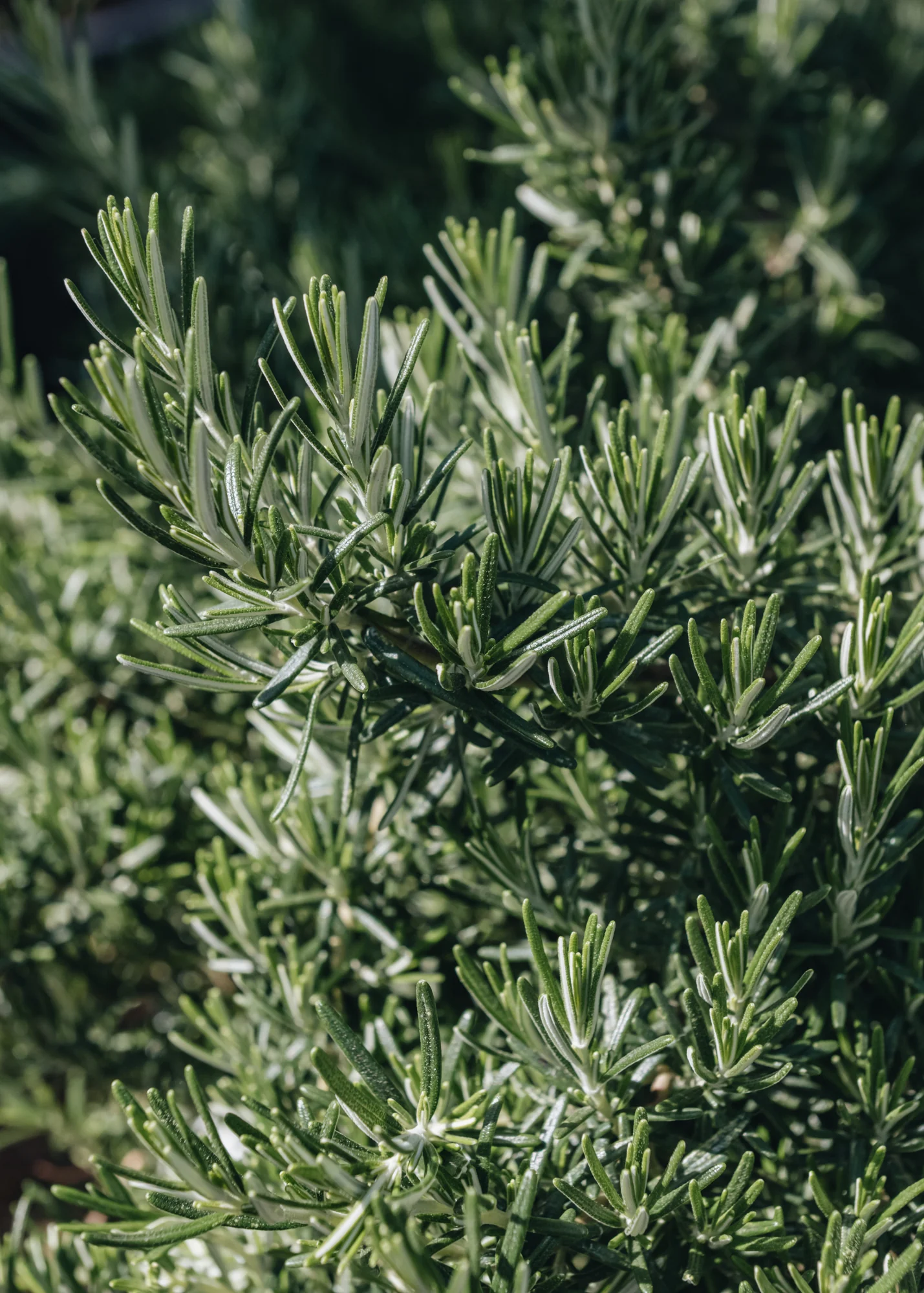 Rosmarinus Prostratus, 6L