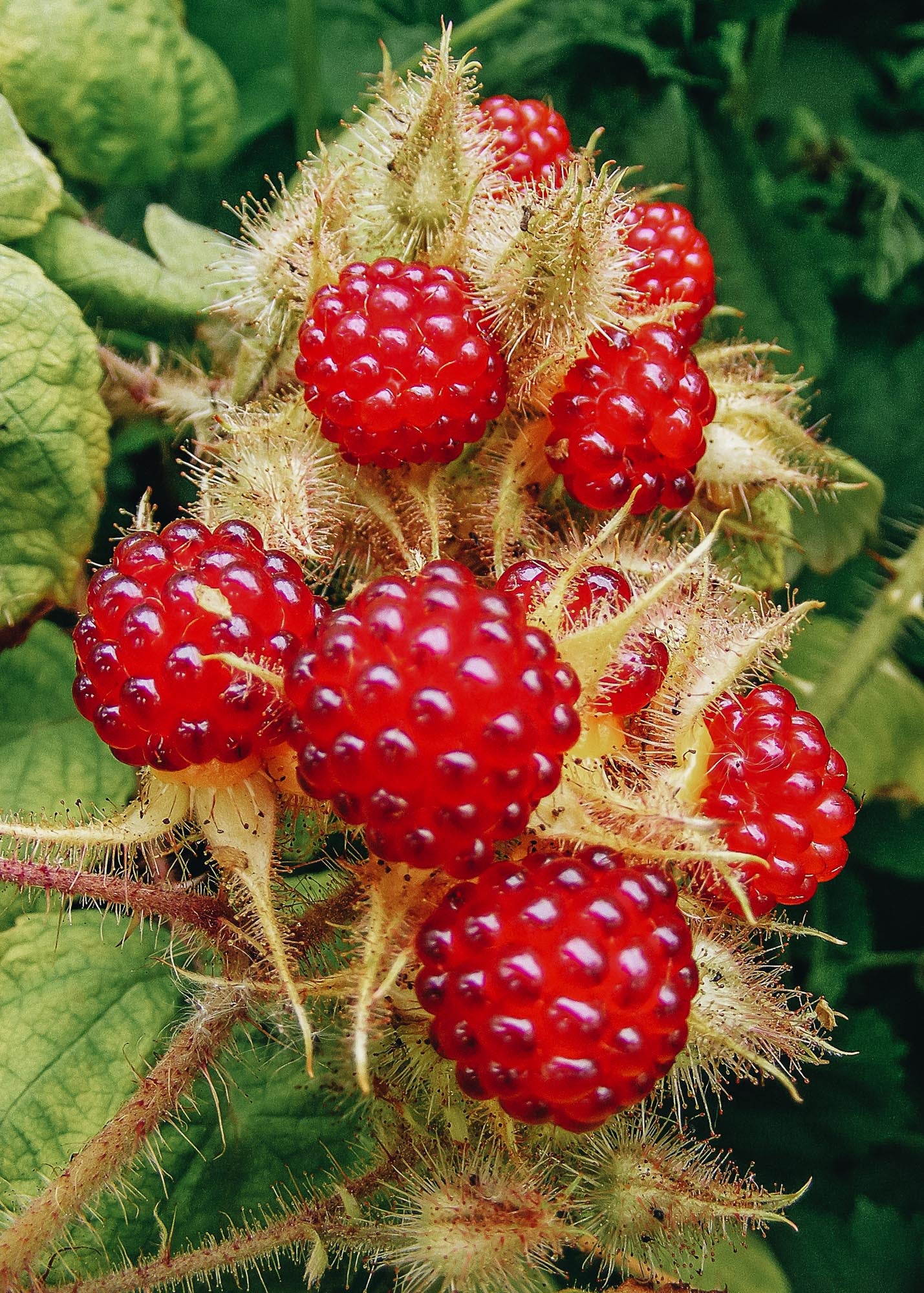 Rubus phoenicolasius (Japanese Wineberry), 3L