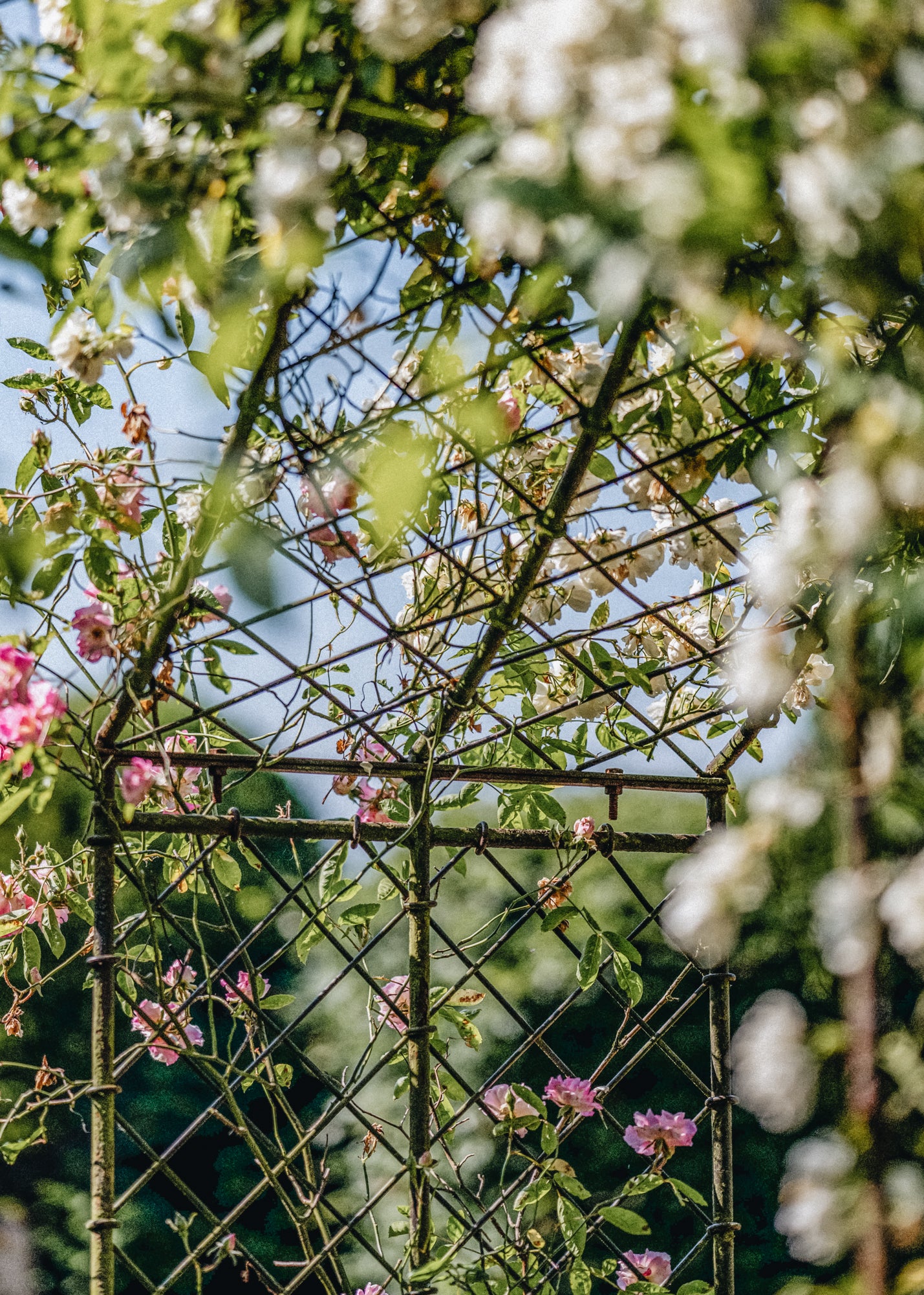 Rustic Rose Arch - Image 2
