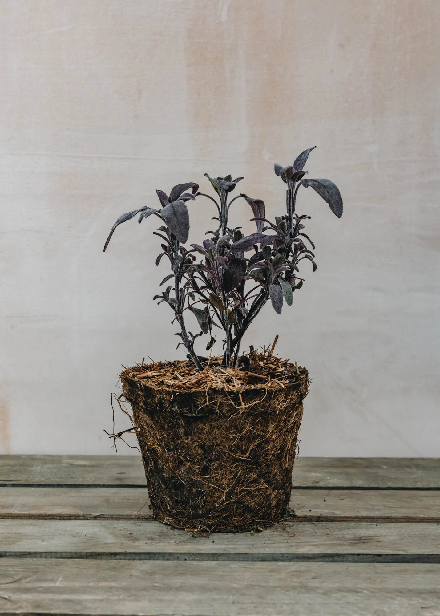 Sage 'Purple', 1L