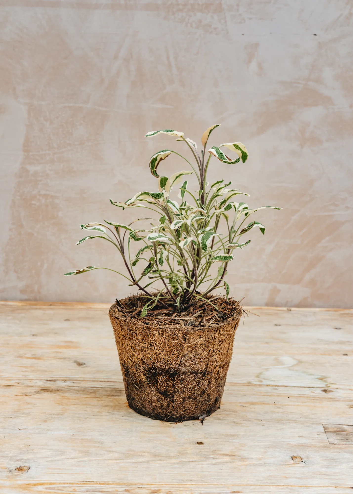 Sage 'Tricolor', 1L