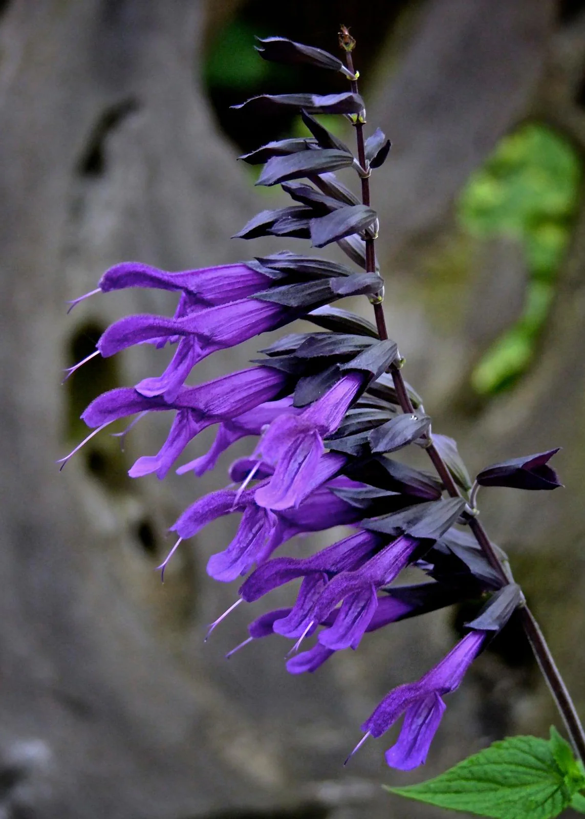 Salvia ‘Amistad’, 2L
