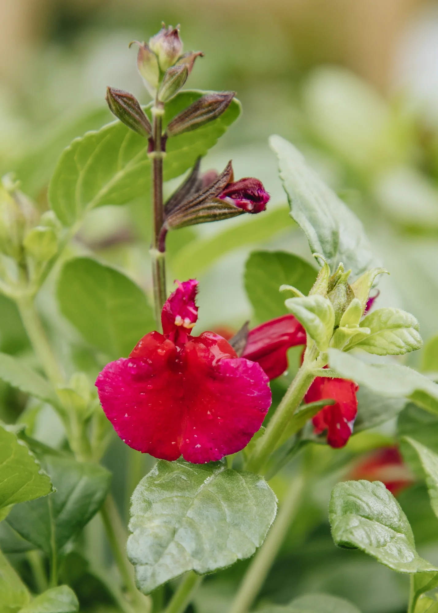 Salvia greggii 'Mirage Cherry Red', 2L