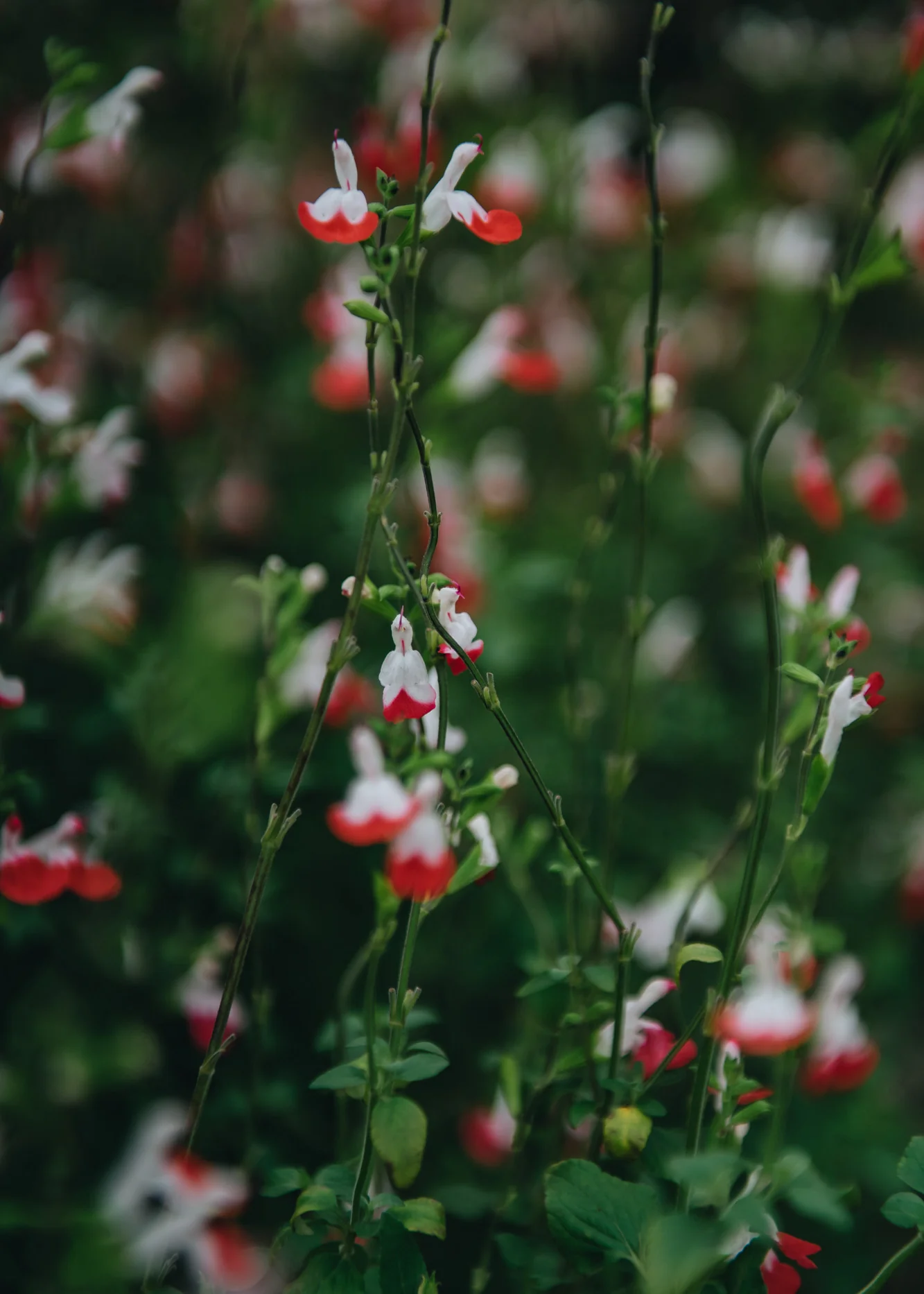 Salvia 'Hot Lips', 2L