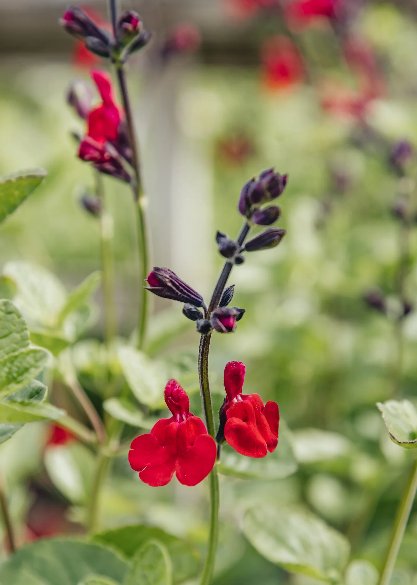 Salvia ‘Jemima’s Gem’, 2L 