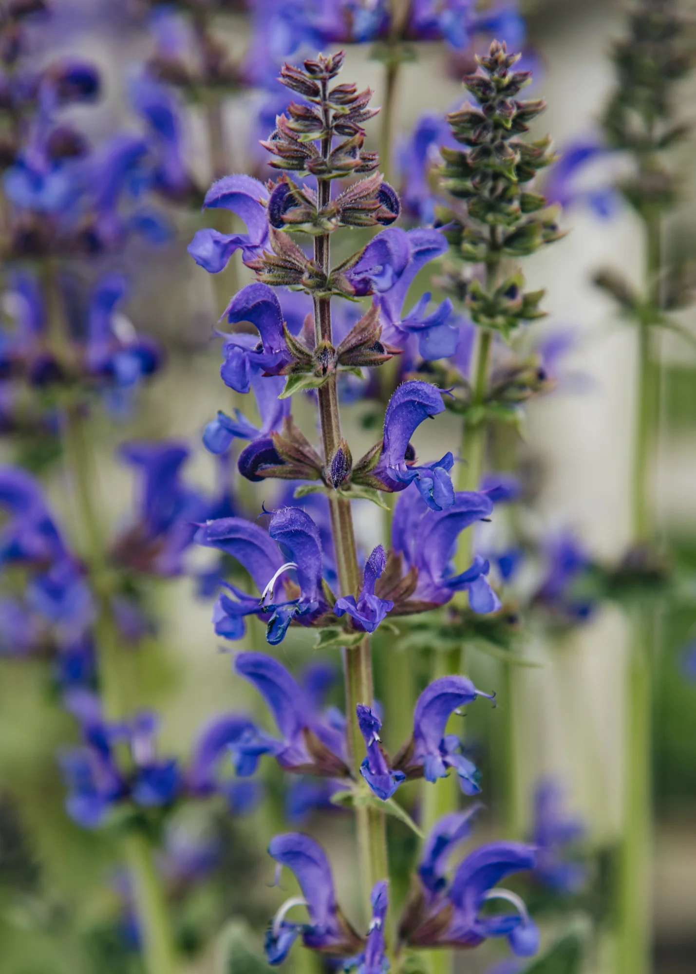 Salvia ‘Midnight Model’, 3L