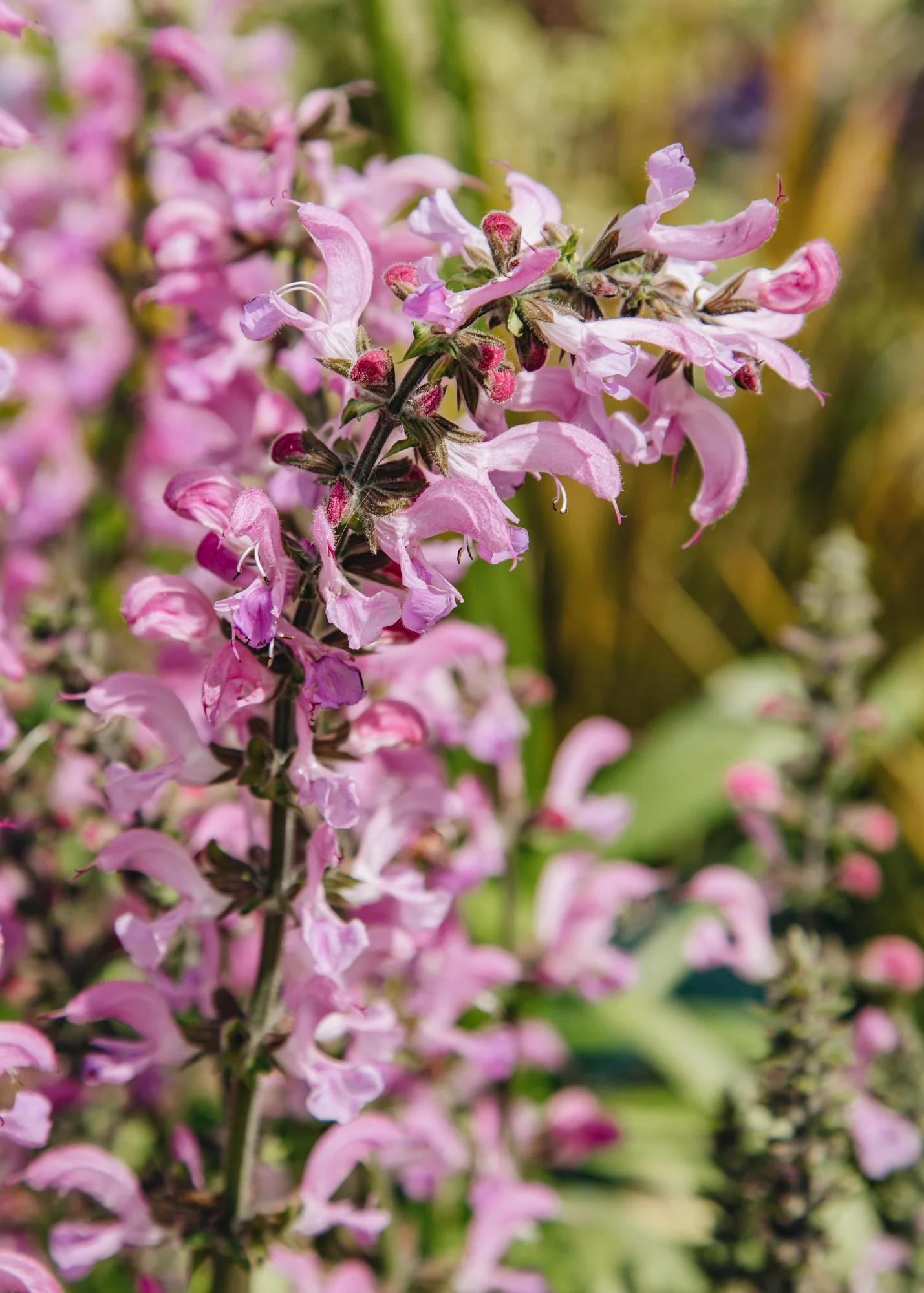 Salvia ‘Moulin Rouge’, 3L