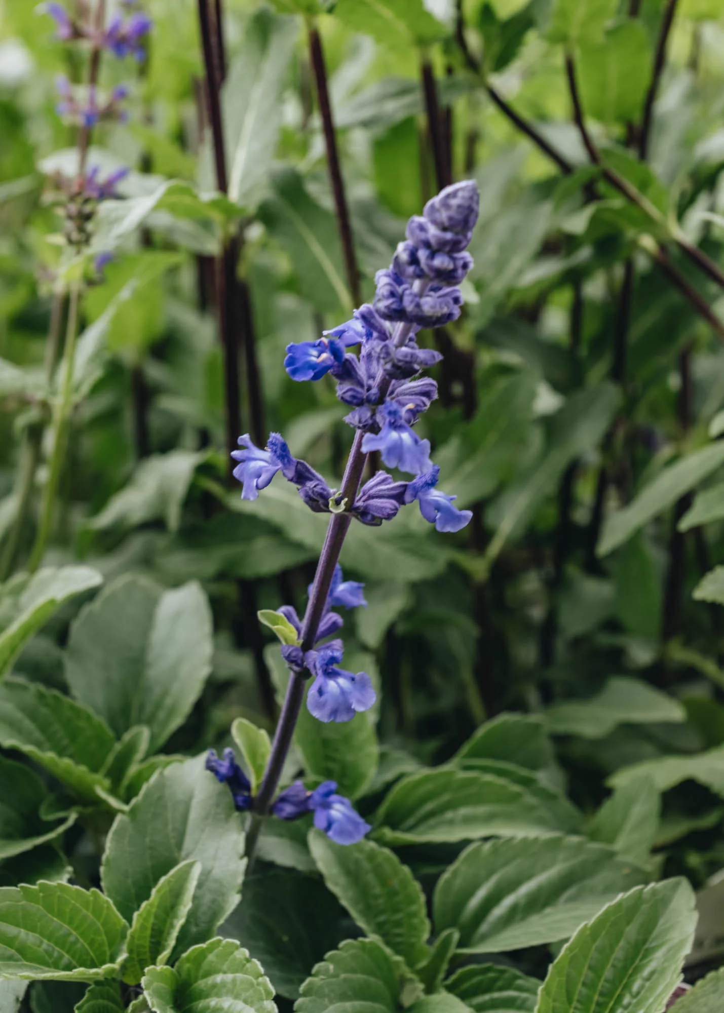 Salvia Mystic Spires, 2/3L