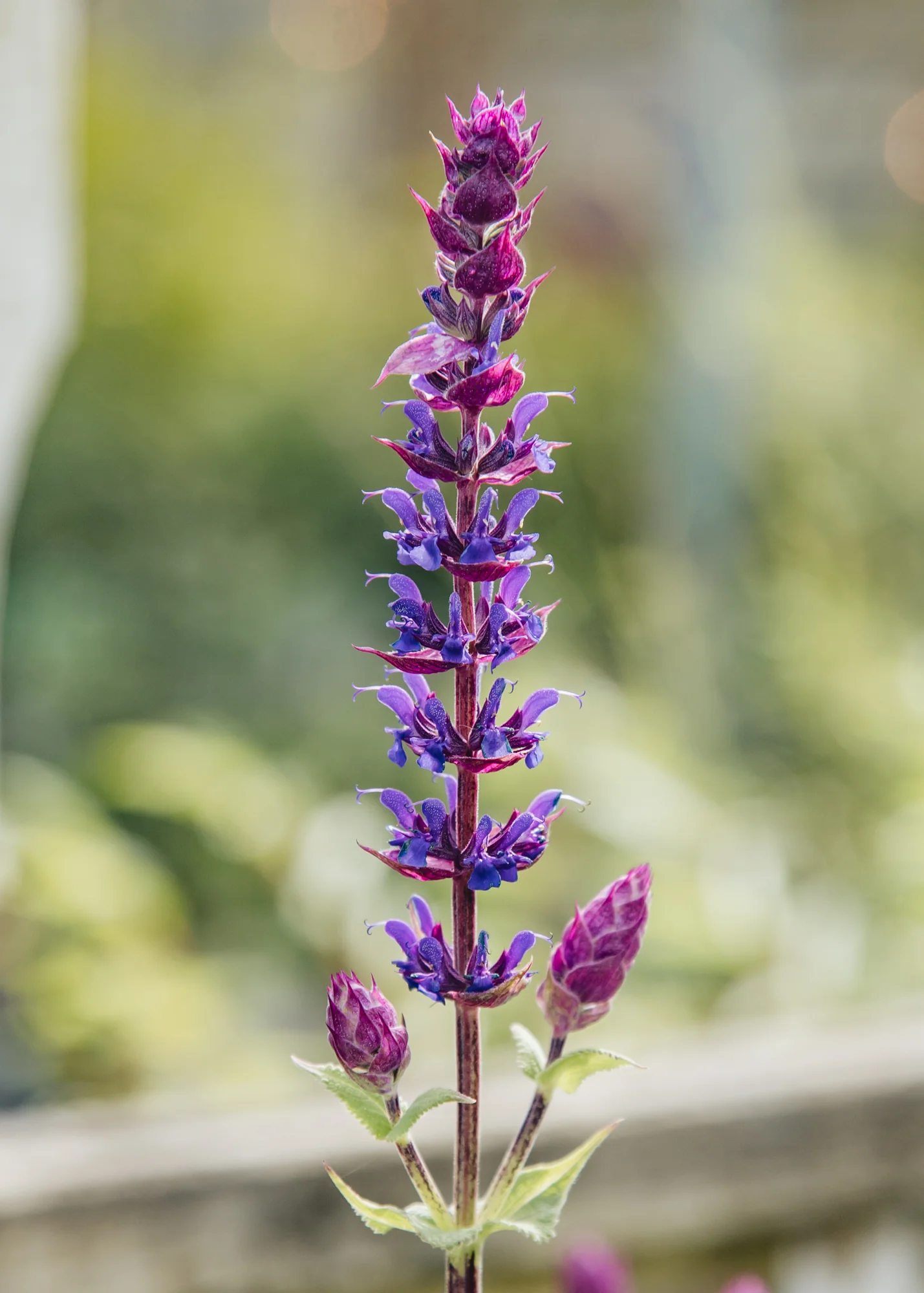 Salvia nemorosa ‘Kate Glenn’, 2L - Image 2