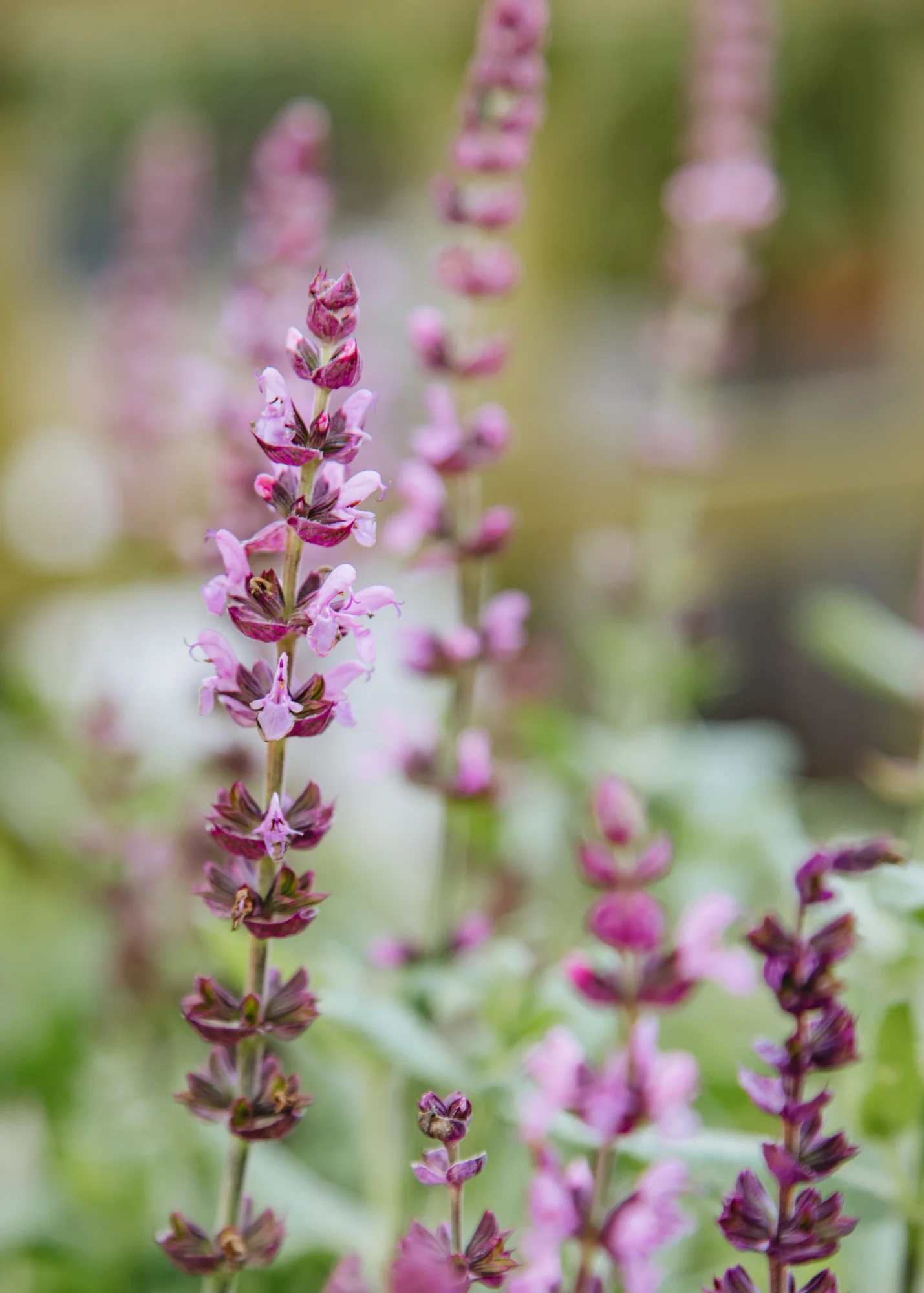 Salvia nemorosa 'Sensation Deep Rose', 3L - Image 2