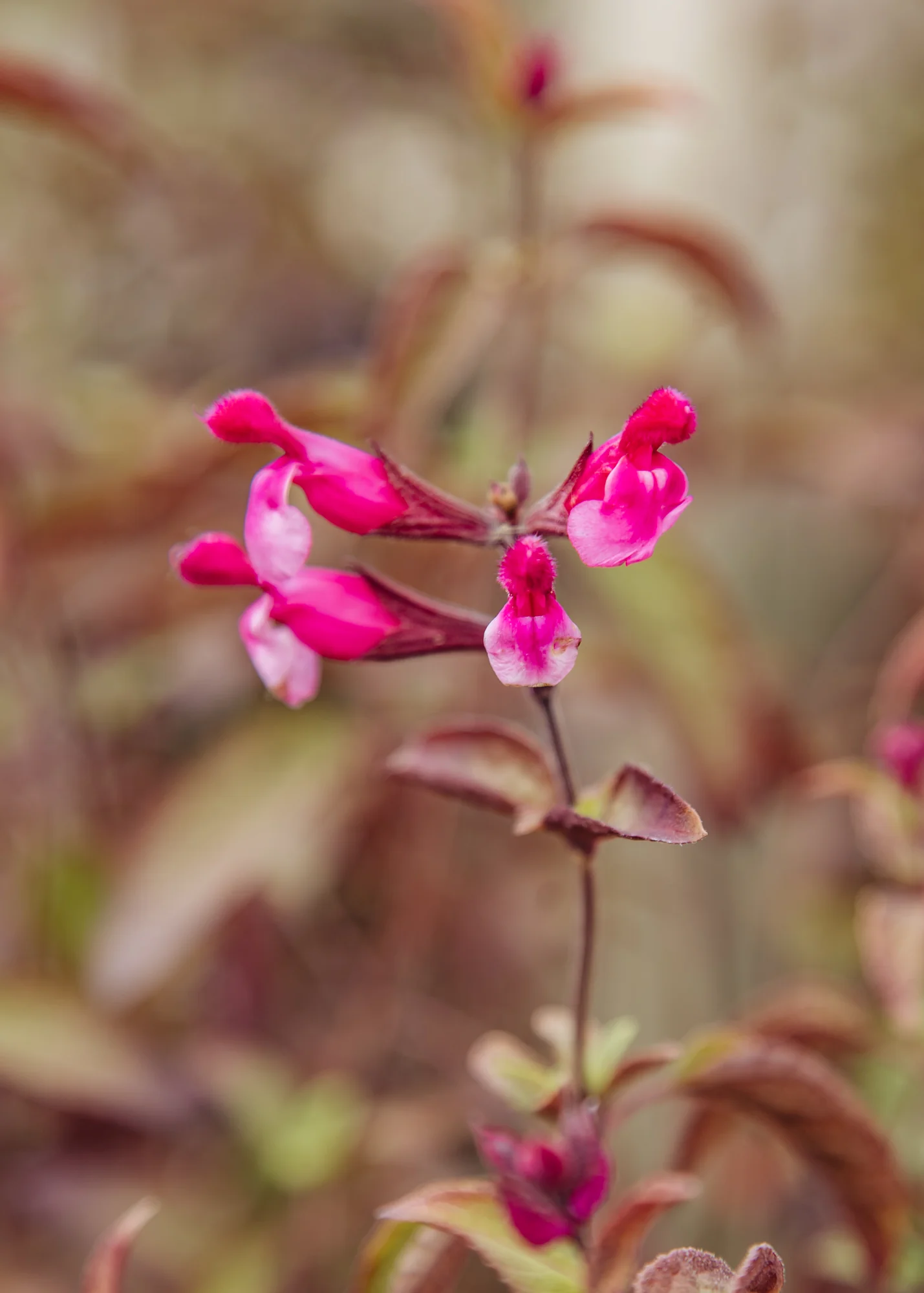 Salvia hybrida 'Pink Mulberry', 2L