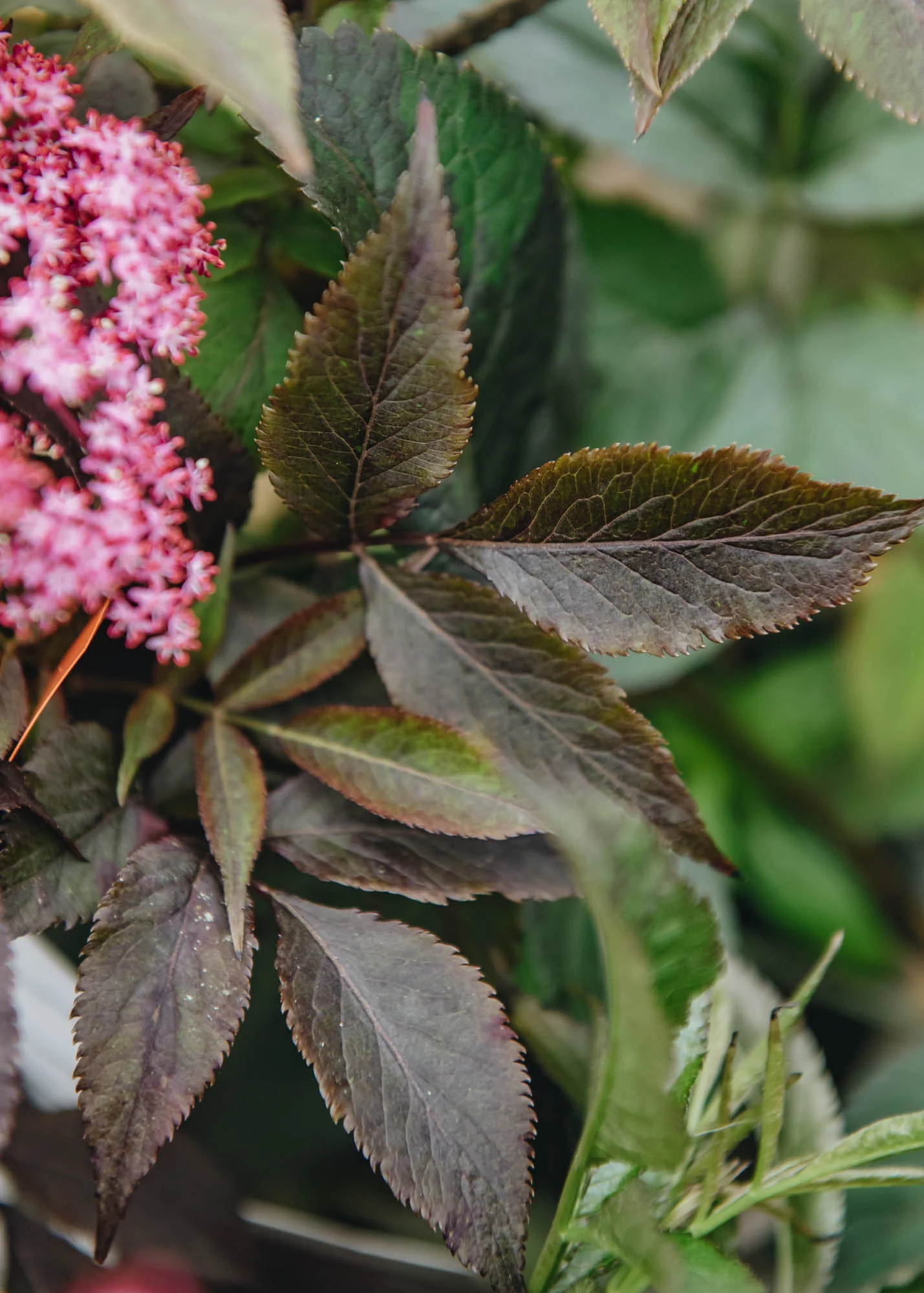 Sambucus nigra Black Beauty, 3L - Image 2