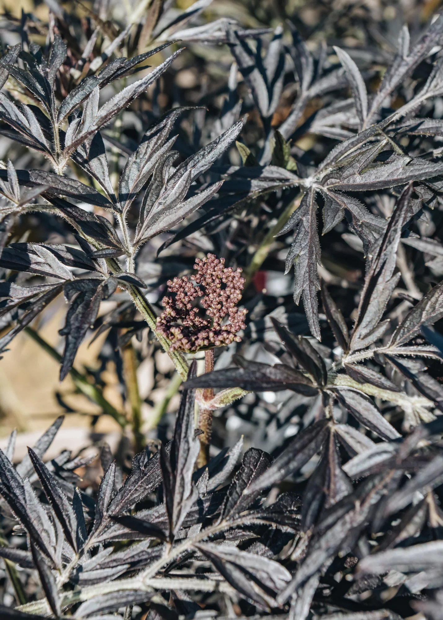 Sambucus nigra Black Lace AGM, 3L