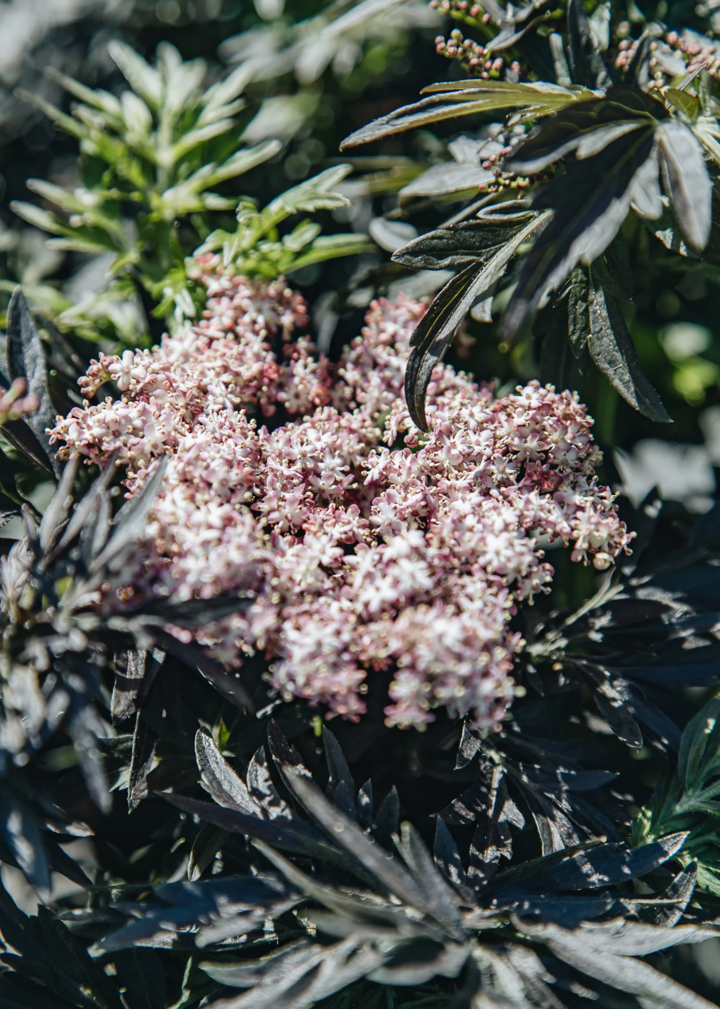 Sambucus nigra Laced Up, 3L