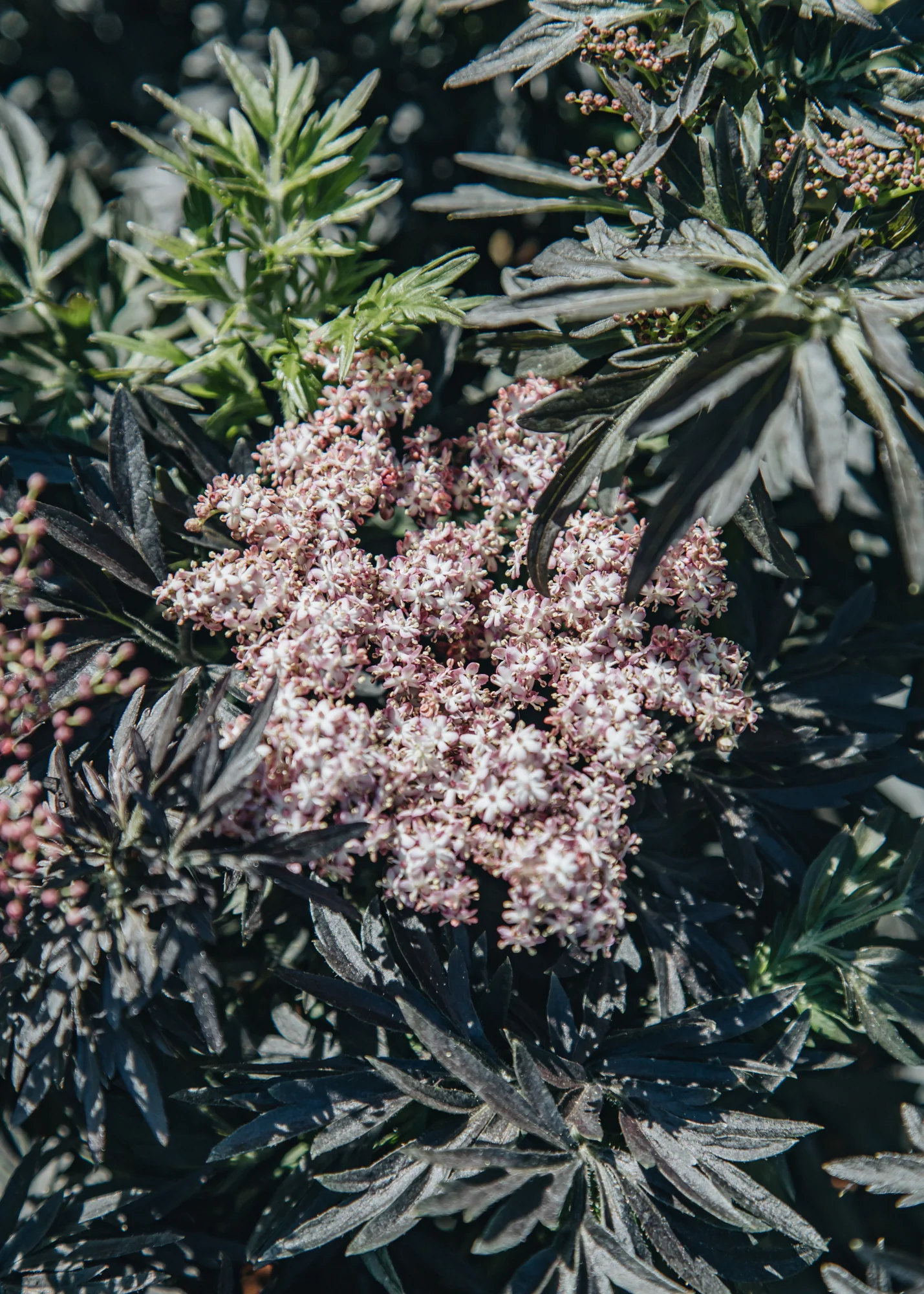 Sambucus nigra Laced Up, 3L - Image 2