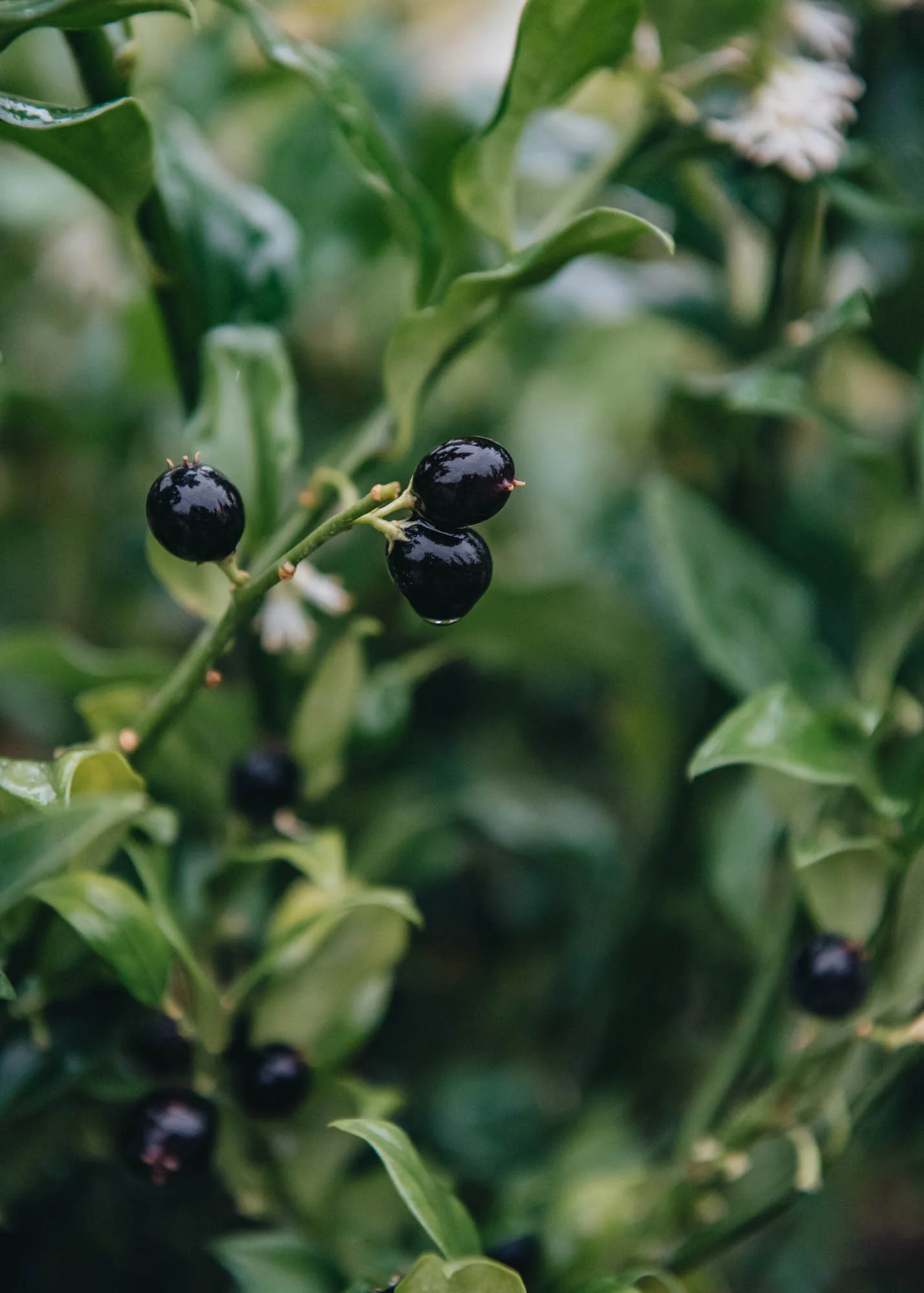 Sarcococca confusa AGM, 4.5L - Image 2