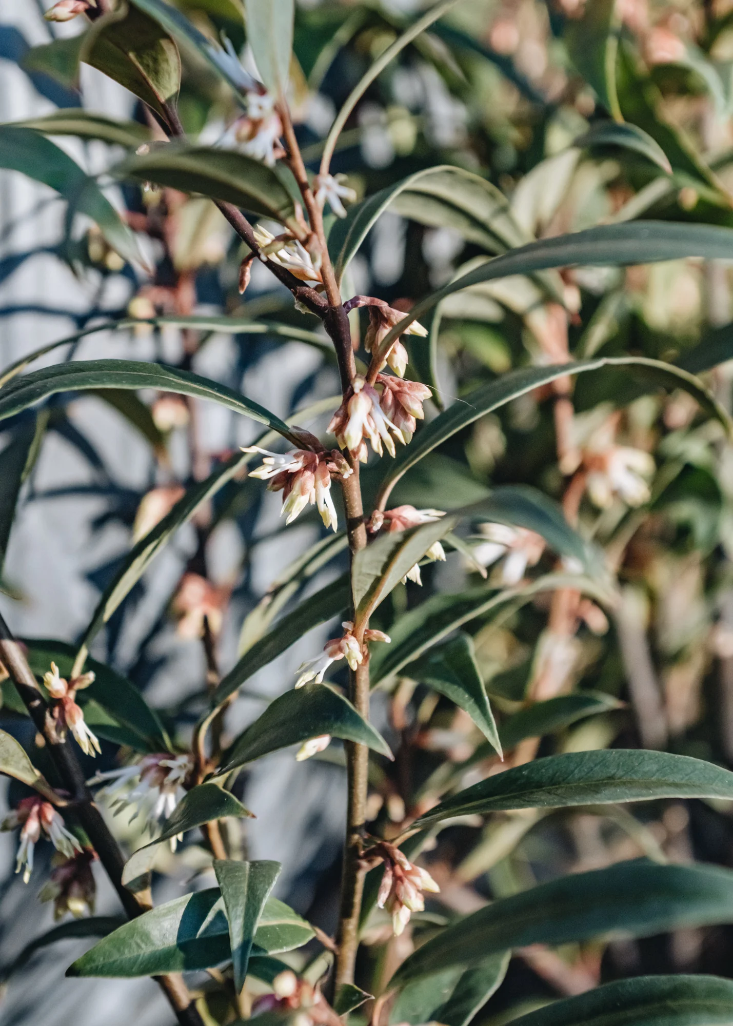 Sarcococca hookeriana Digyna 2.5L - Image 2
