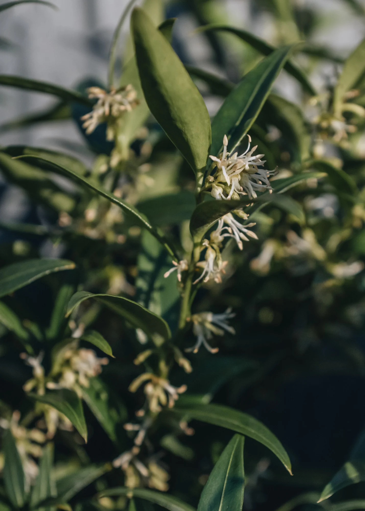 Sarcococca ruscifolia Dragon's Gate 3L