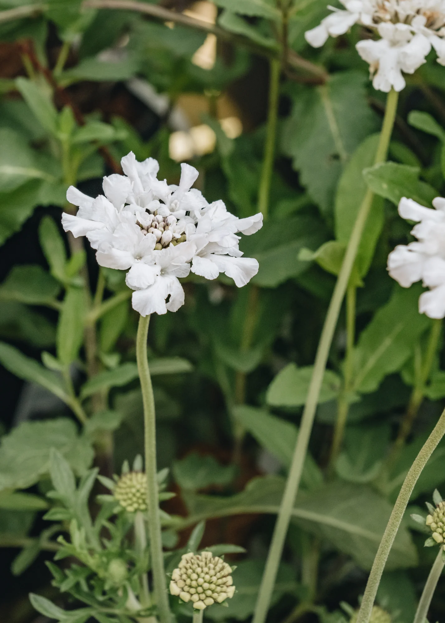 Scabiosa columbaria 'Flutter™ Pure White', 2L - Image 2