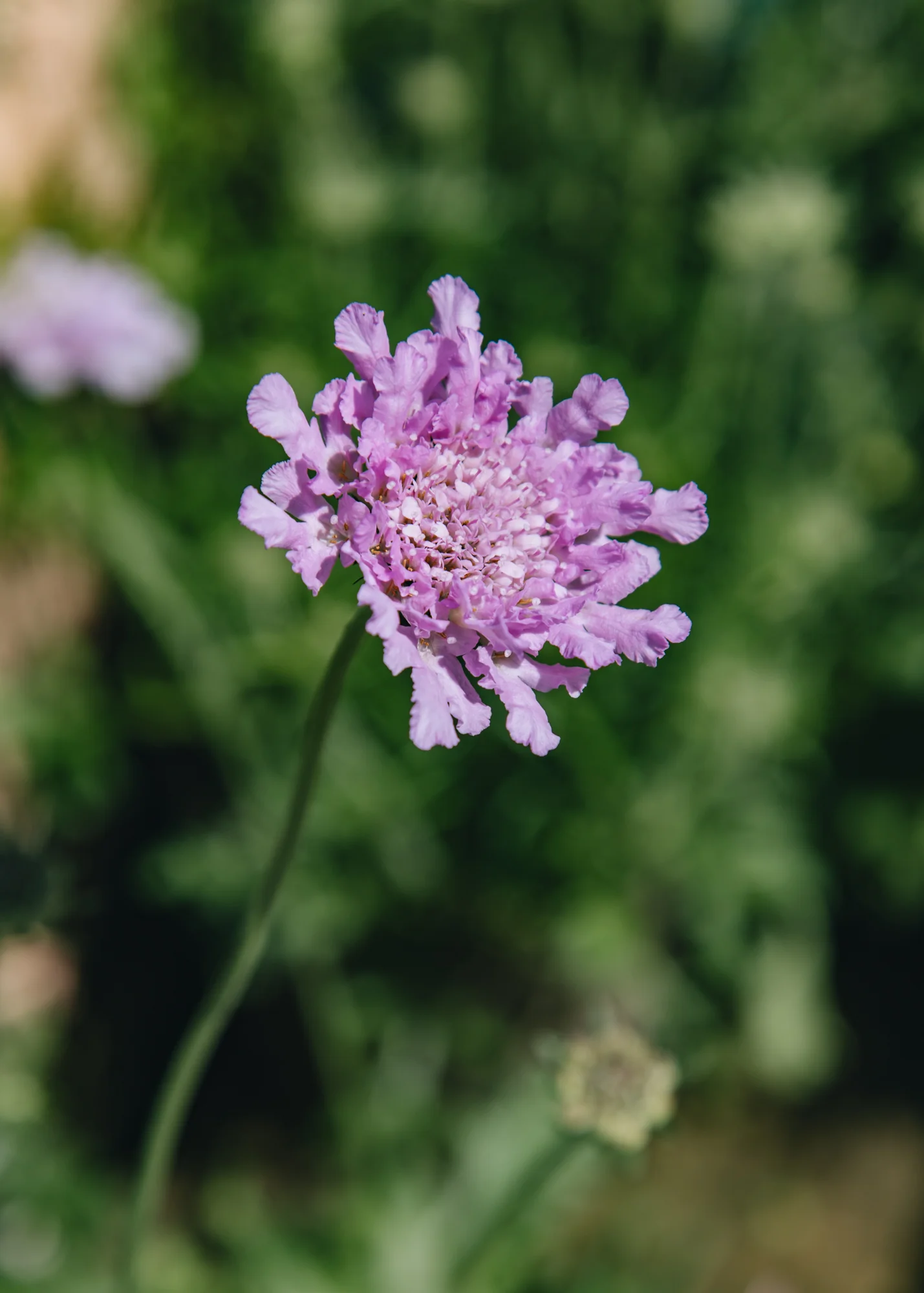 Scabiosa columbaria 'Flutter™ Rose Pink', 3L - Image 2