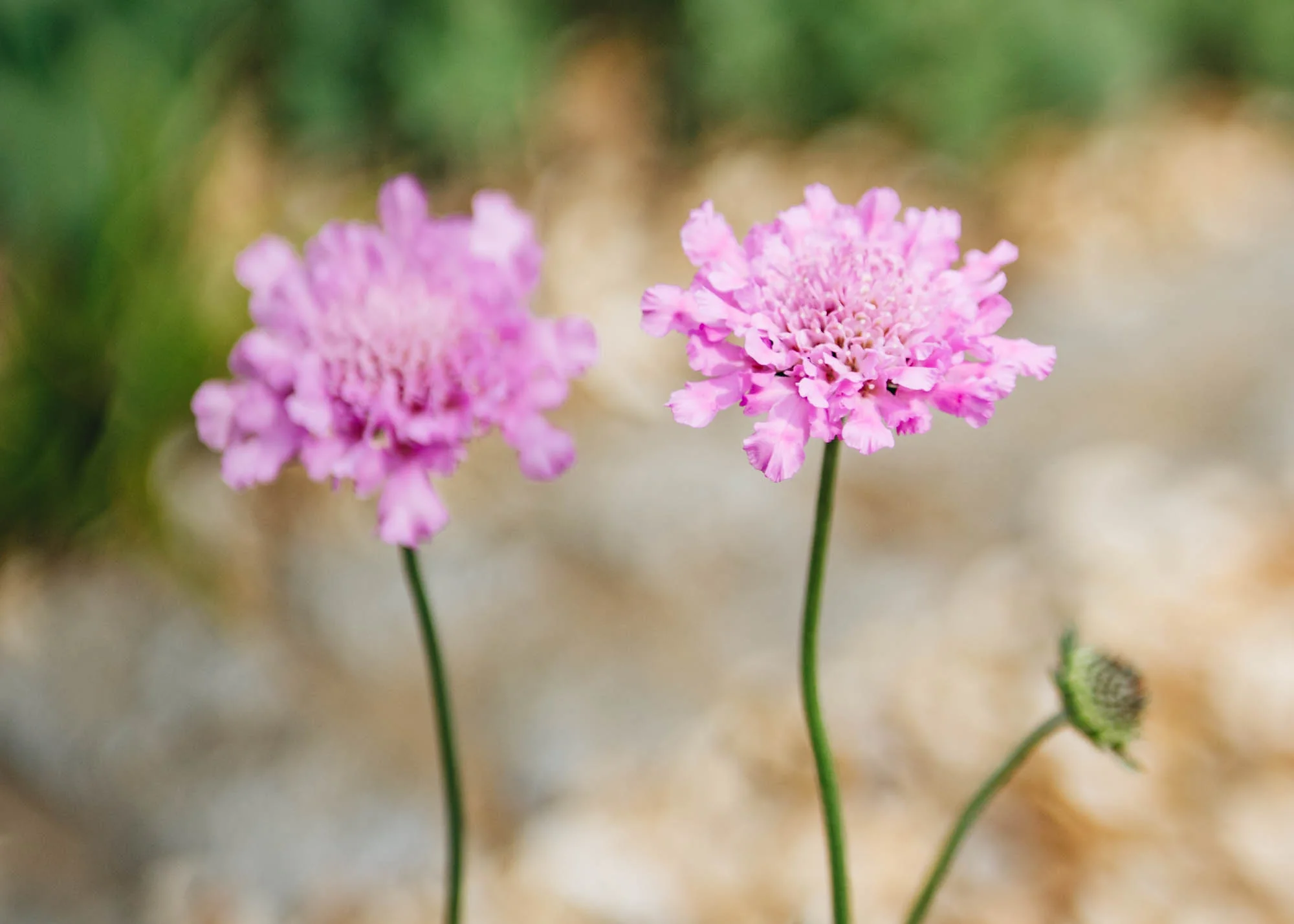 Scabiosa columbaria 'Flutter™ Rose Pink', 3L