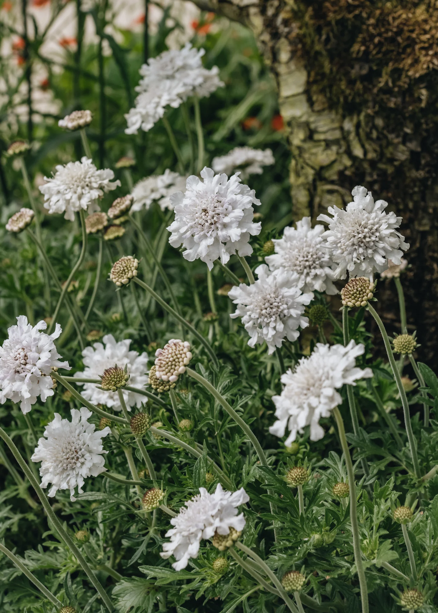 Scabiosa columbaria 'Flutter™ Pure White', 3L