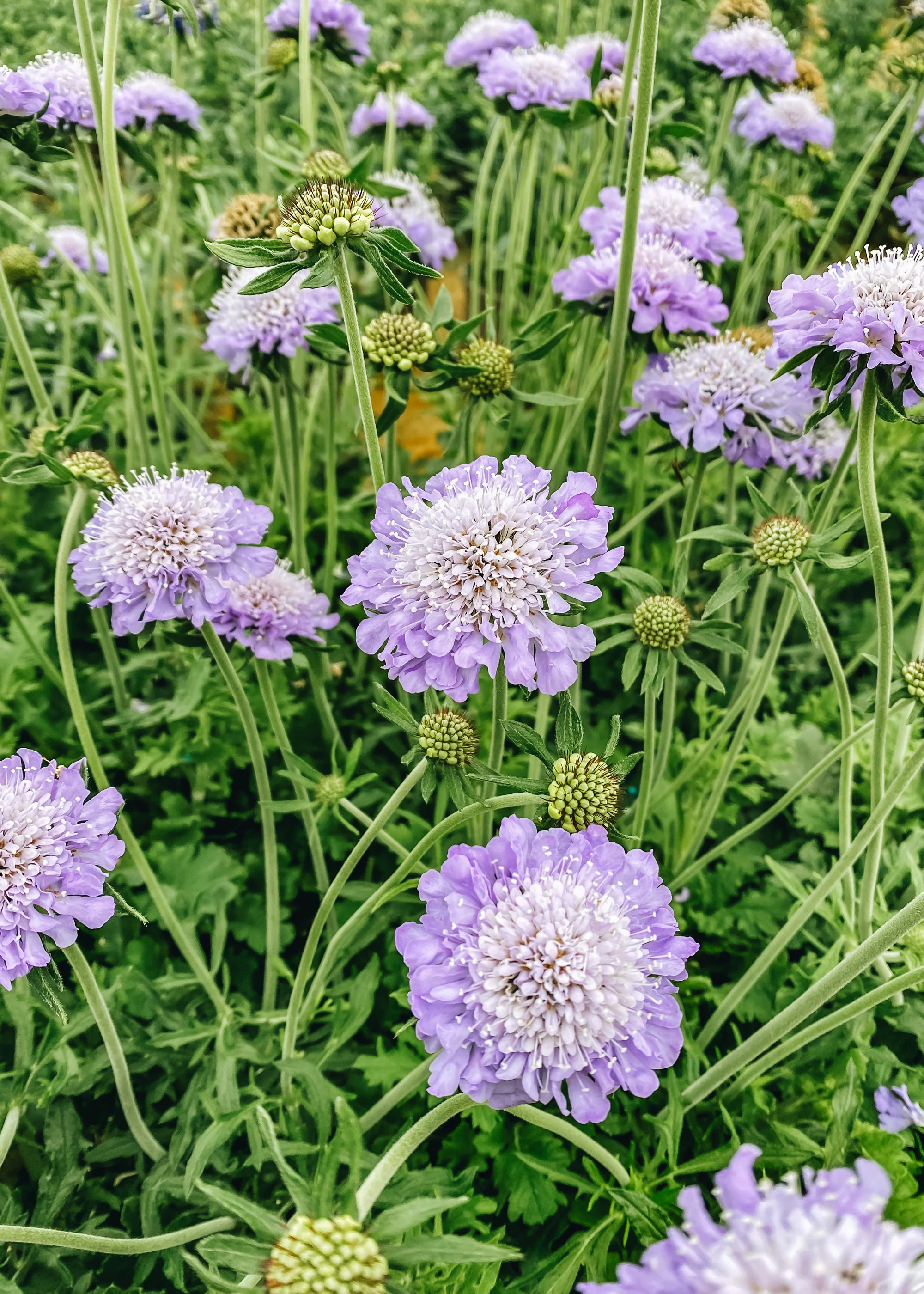 Scabiosa Kudo Blue, 2/3L