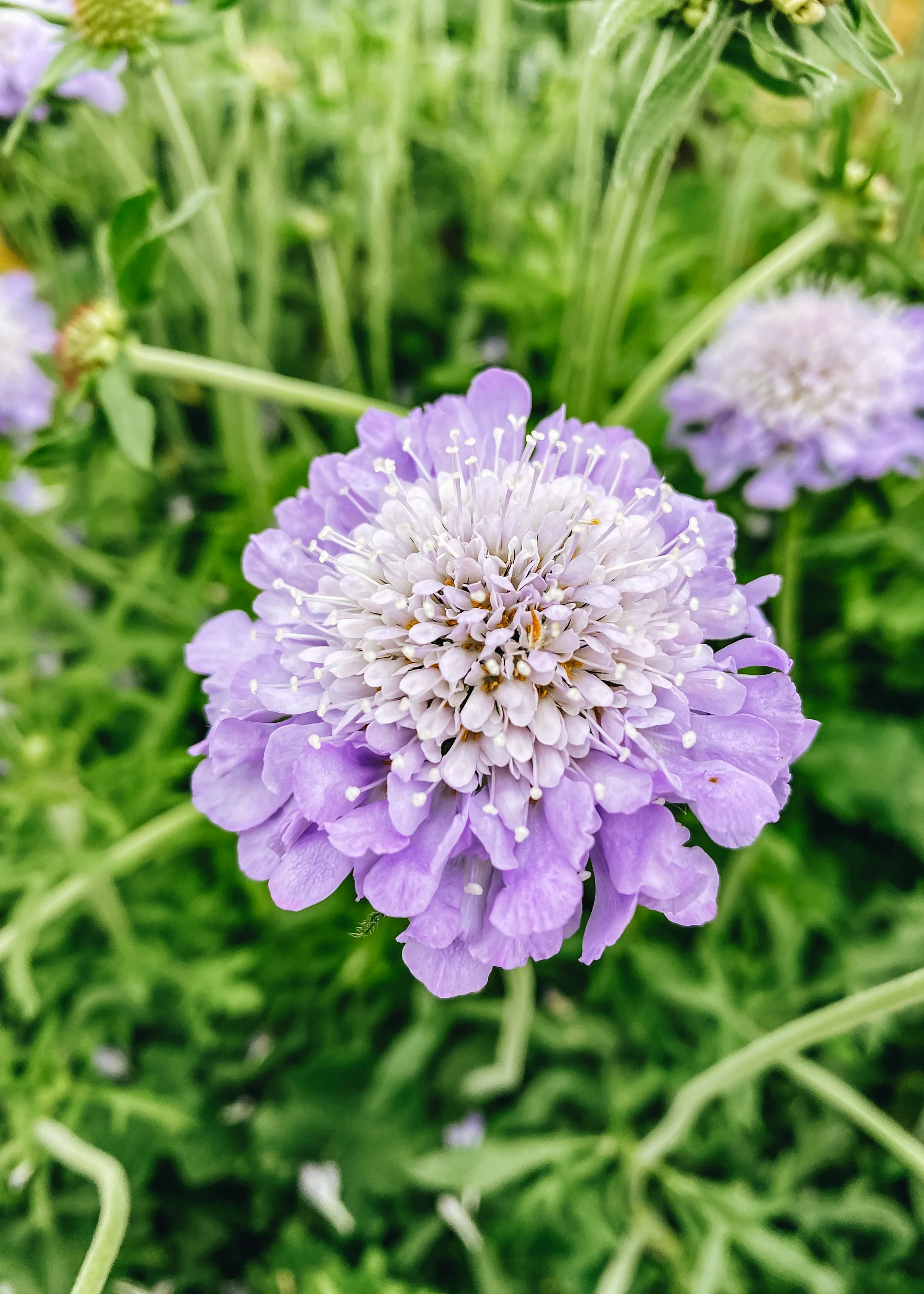 Scabiosa Kudo Blue, 2/3L - Image 2