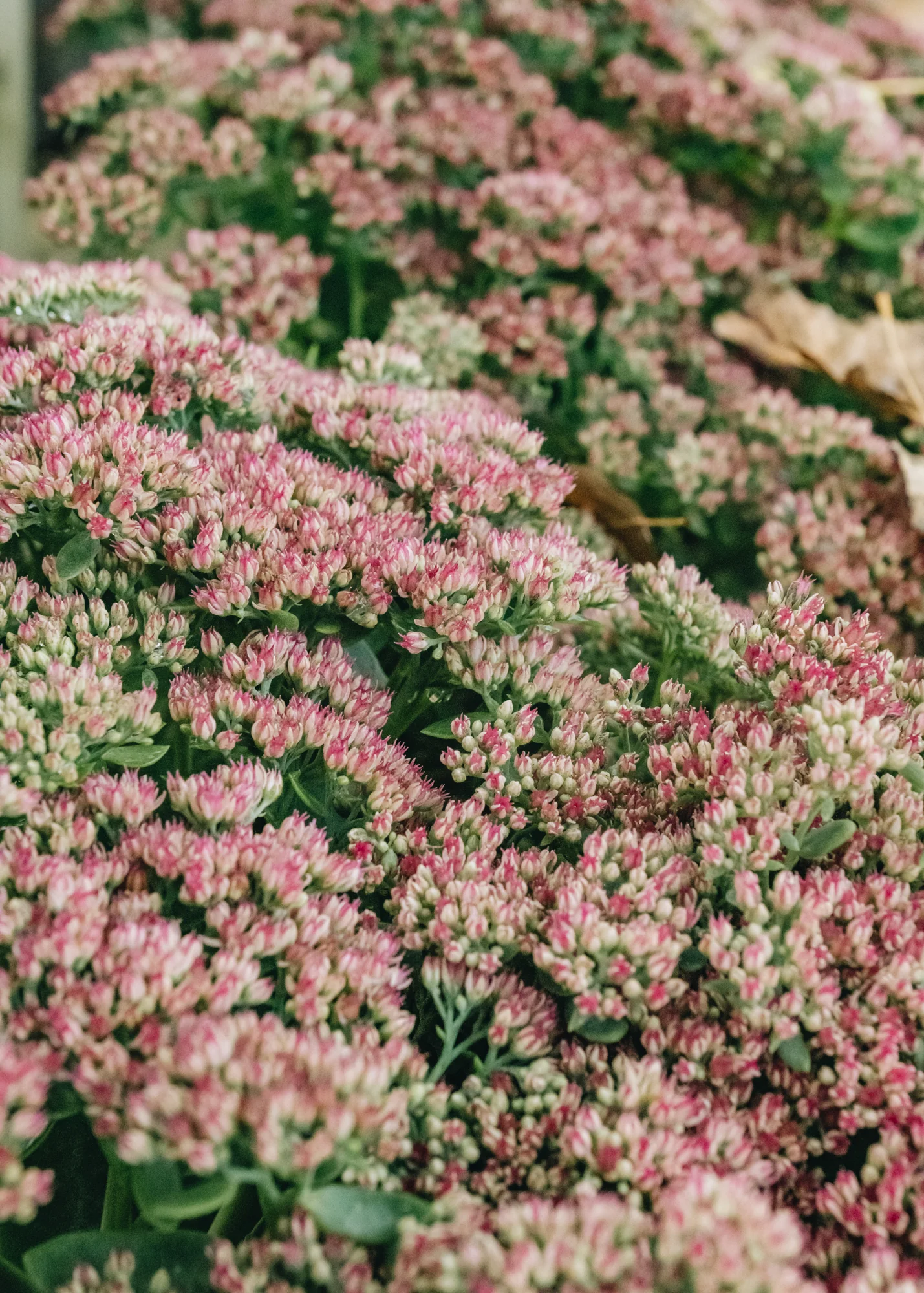 Sedum Autumn Joy 2/3L