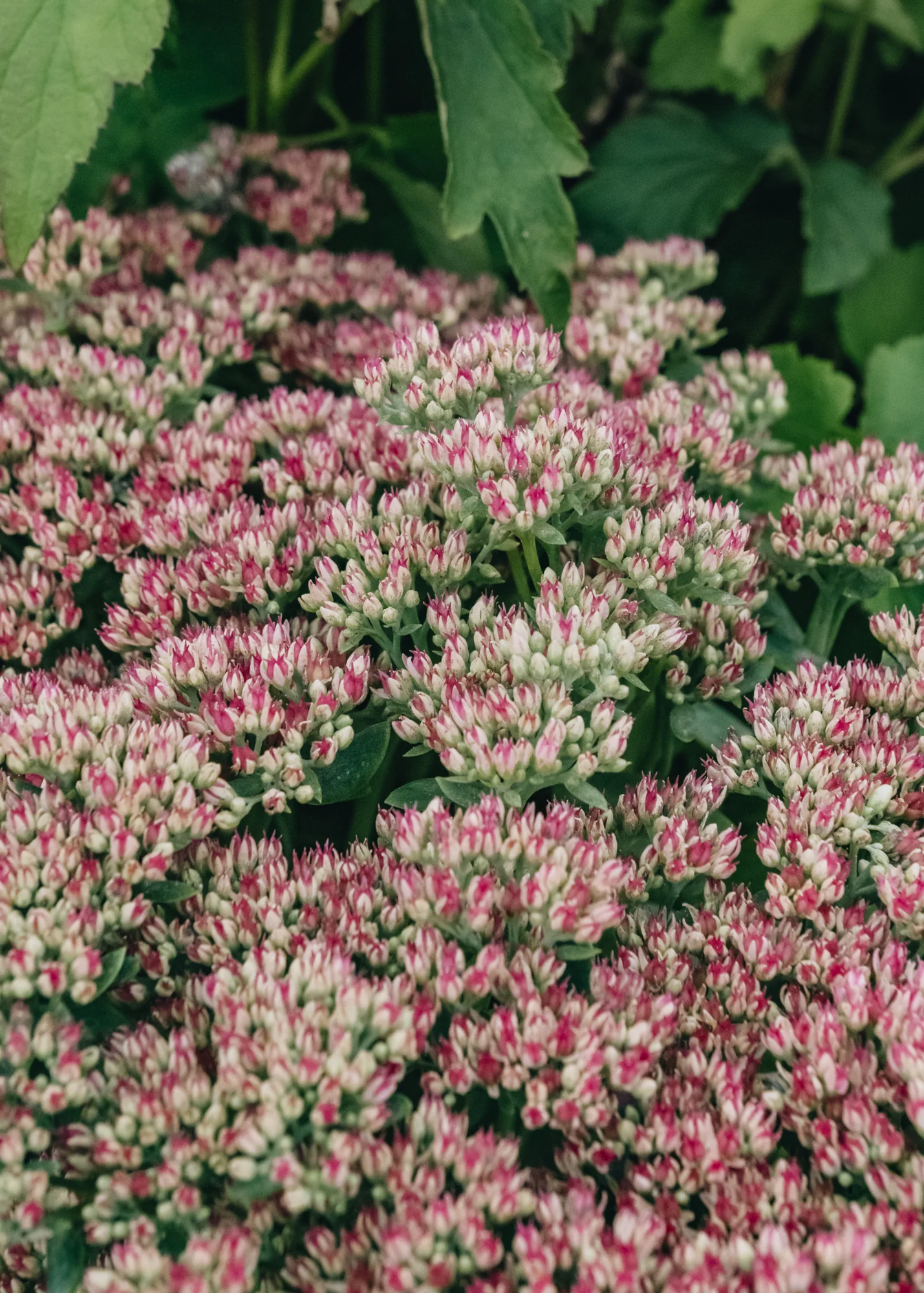 Sedum Autumn Joy 2/3L - Image 2