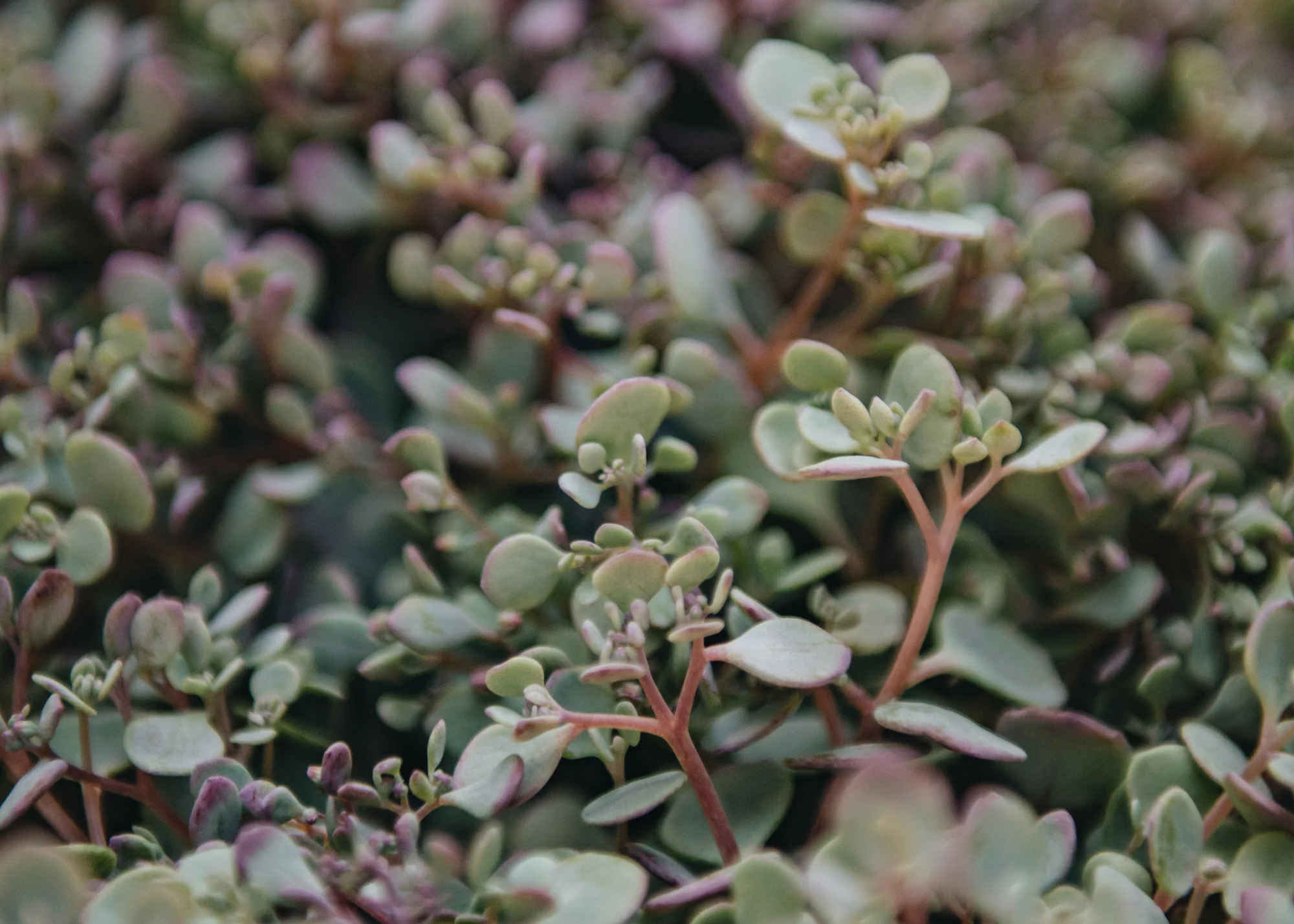 Sedum 'Rose Carpet', 2/3L - Image 3
