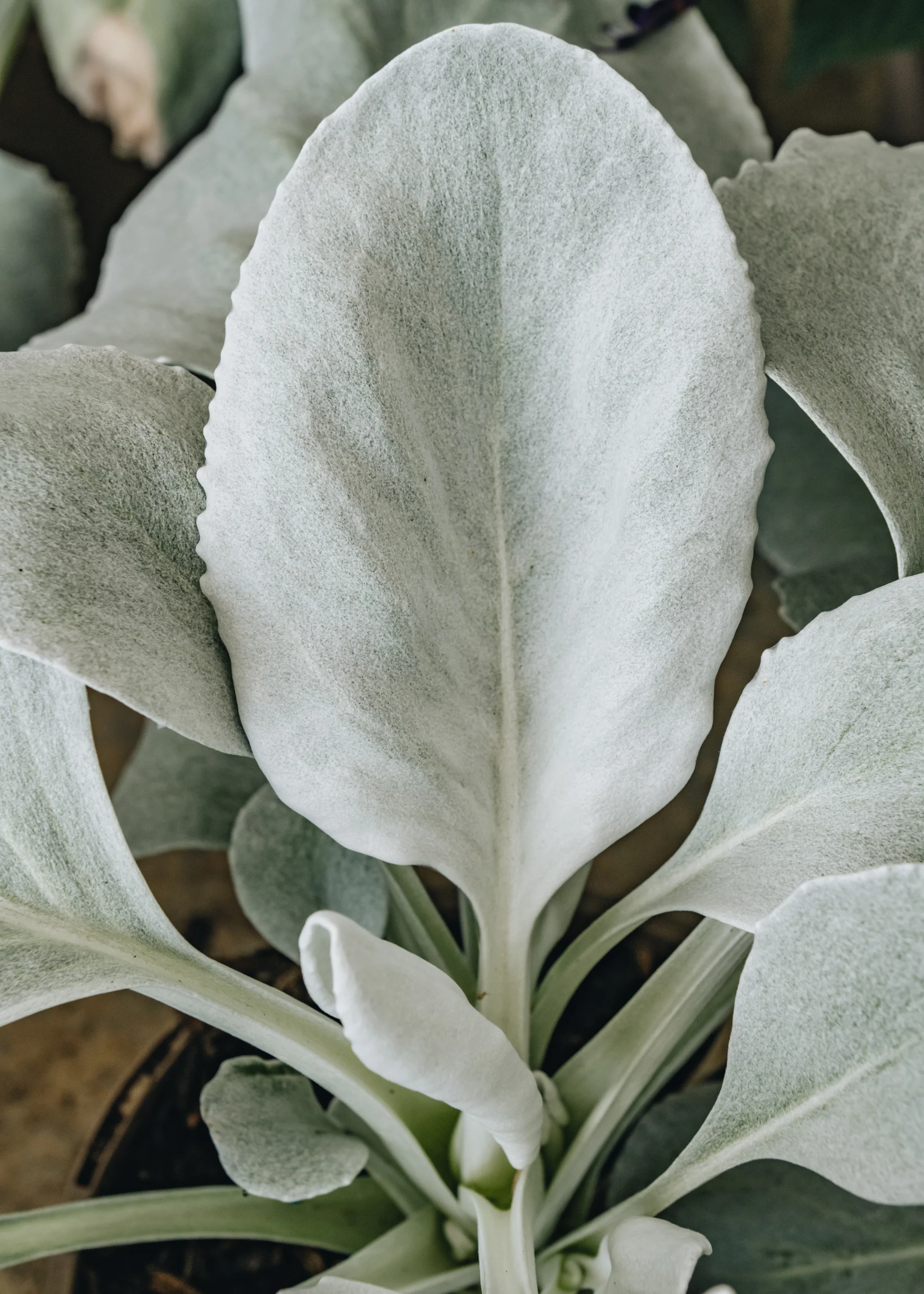 Senecio Angel's Wings 3L - Image 2