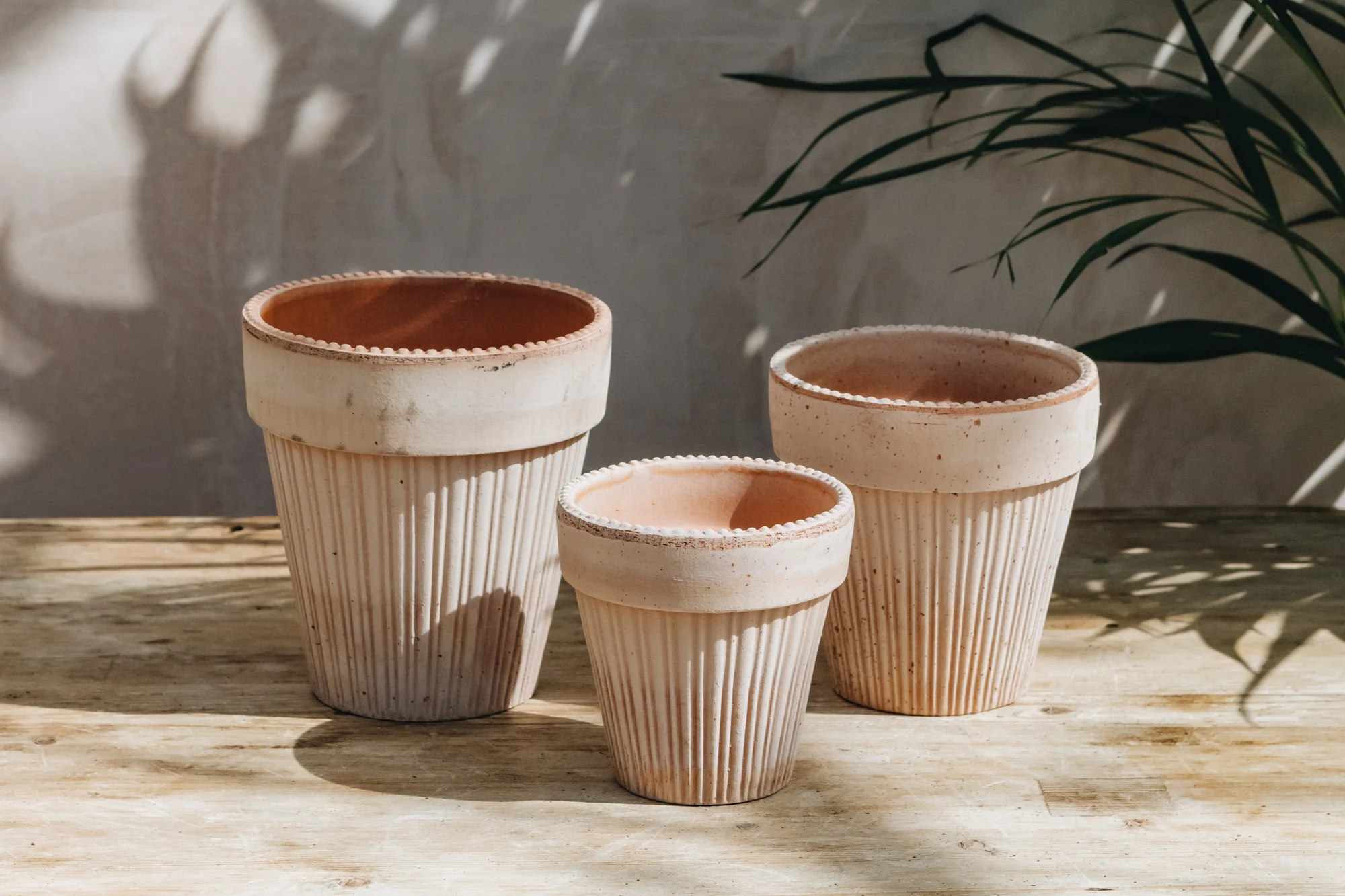 Simona Rosa Pot