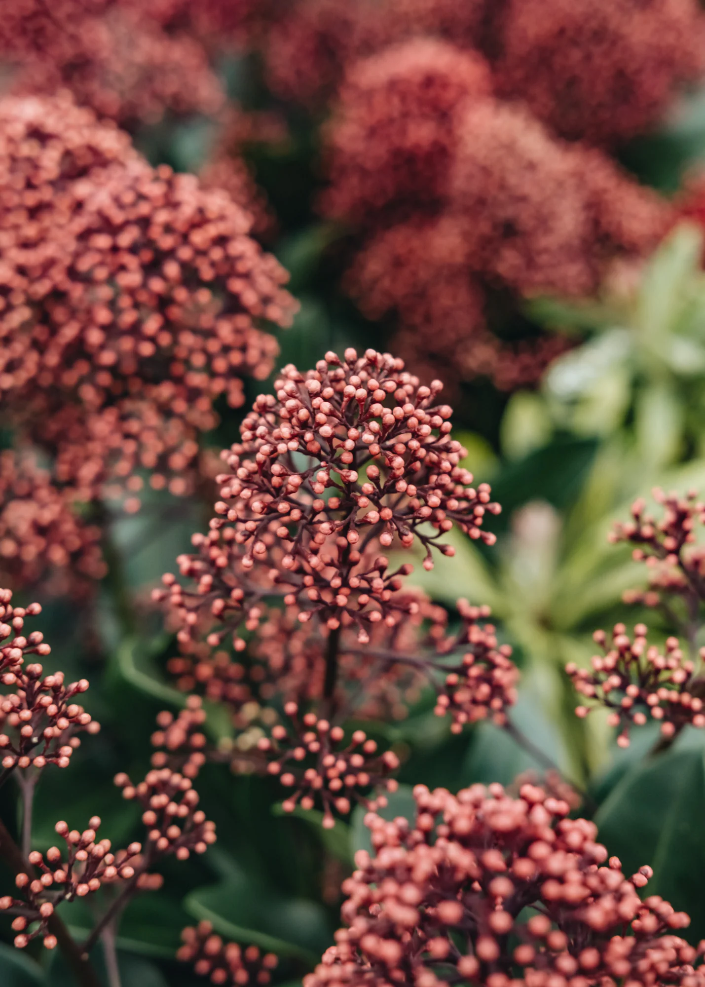 Skimmia japonica Exstase, 2L - Image 2