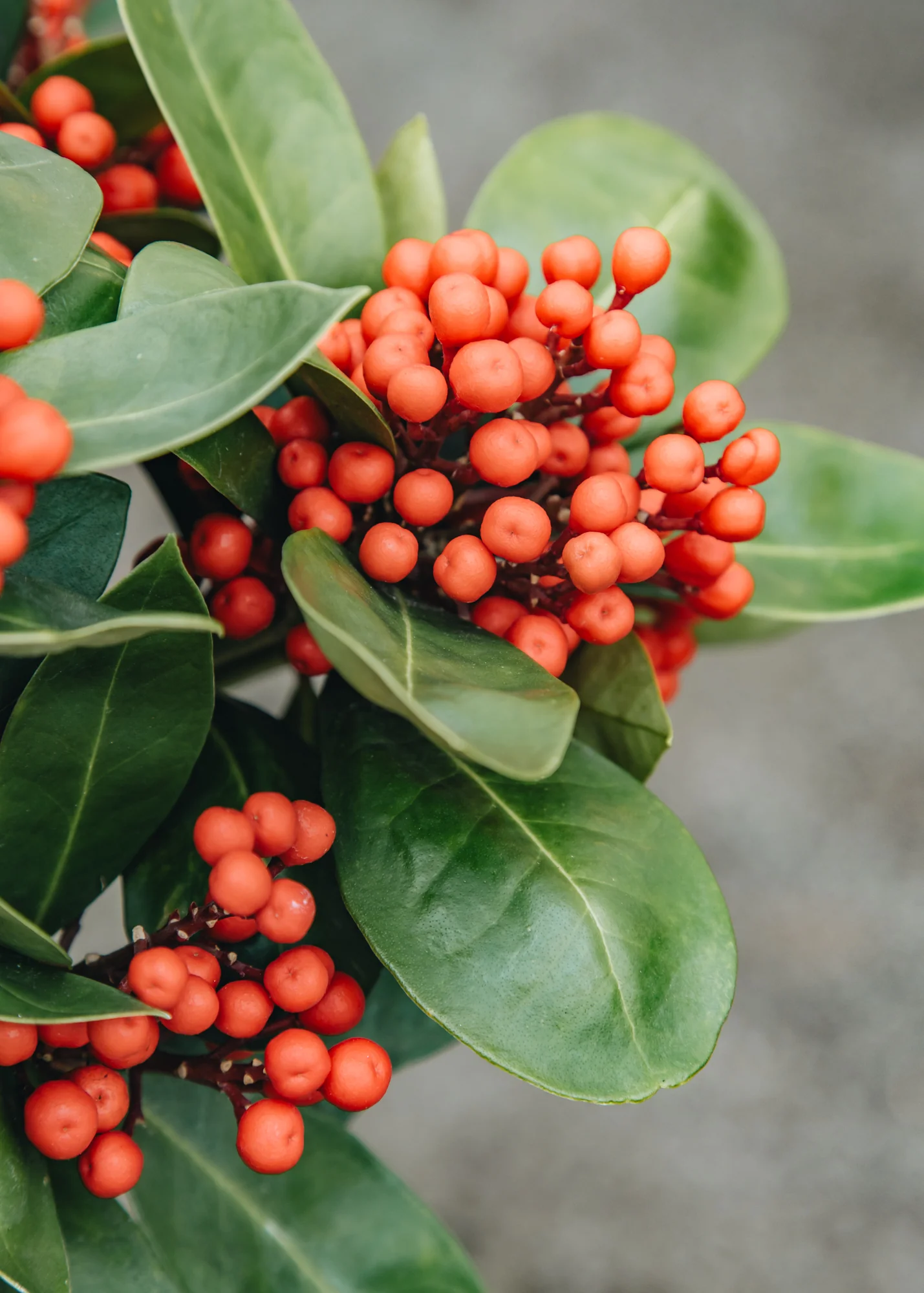 Skimmia japonica 'Obsession', 3L