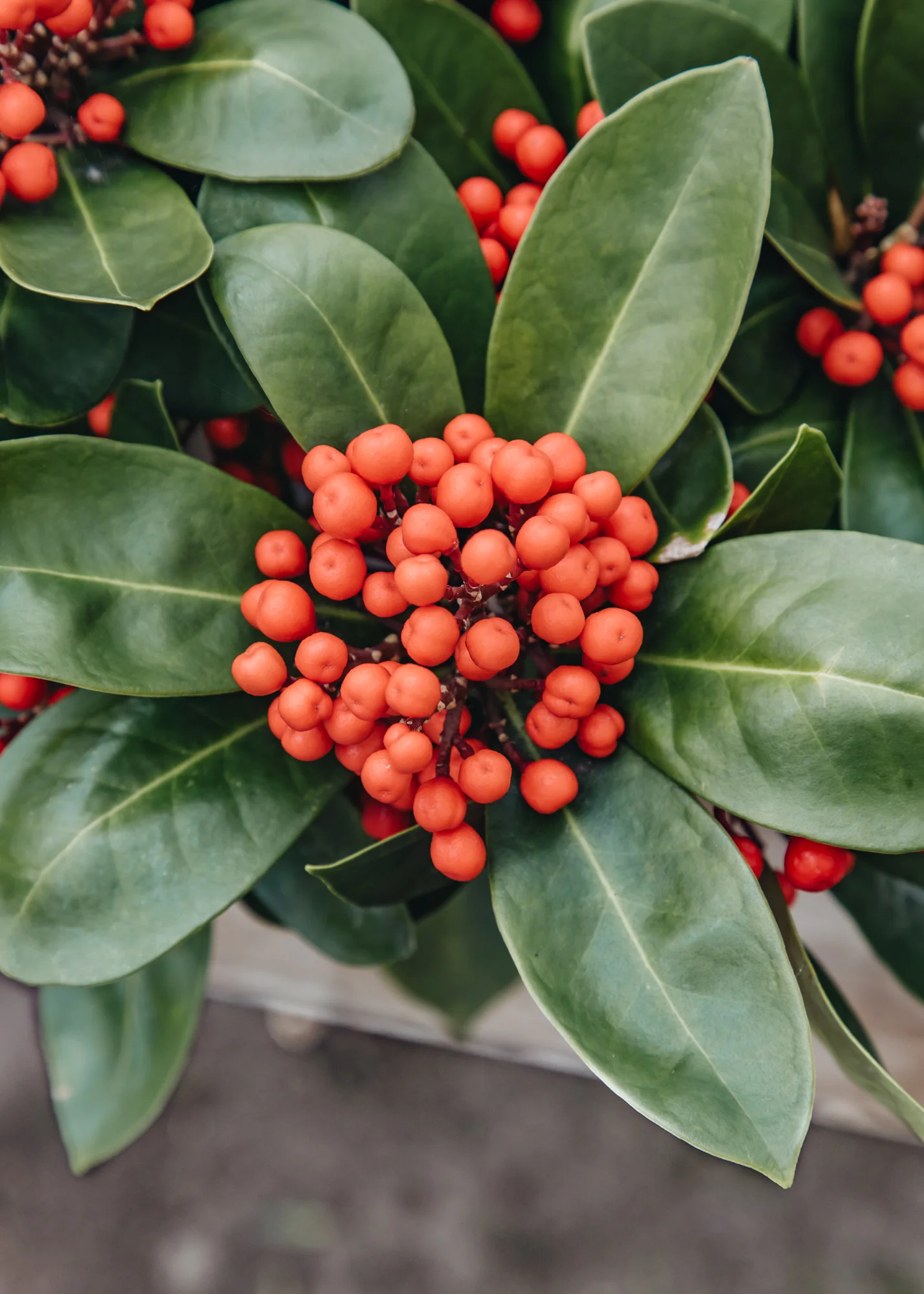 Skimmia japonica 'Obsession', 3L - Image 2