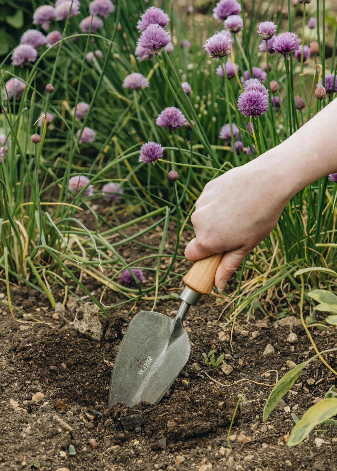 Transplanting Trowel with Cherry Handle - Image 4