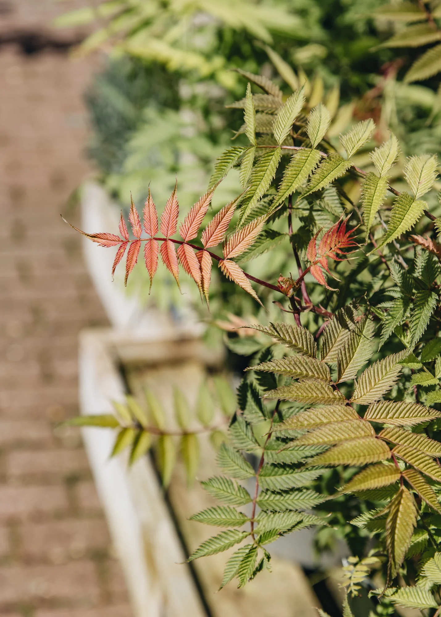 Sorbaria sorbifolia Pink Hopi, 3L - Image 2