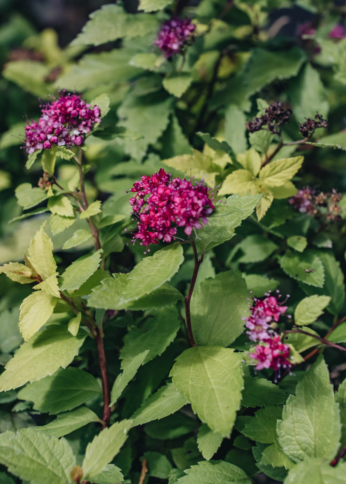 Spiraea Double Play Artist, 2L