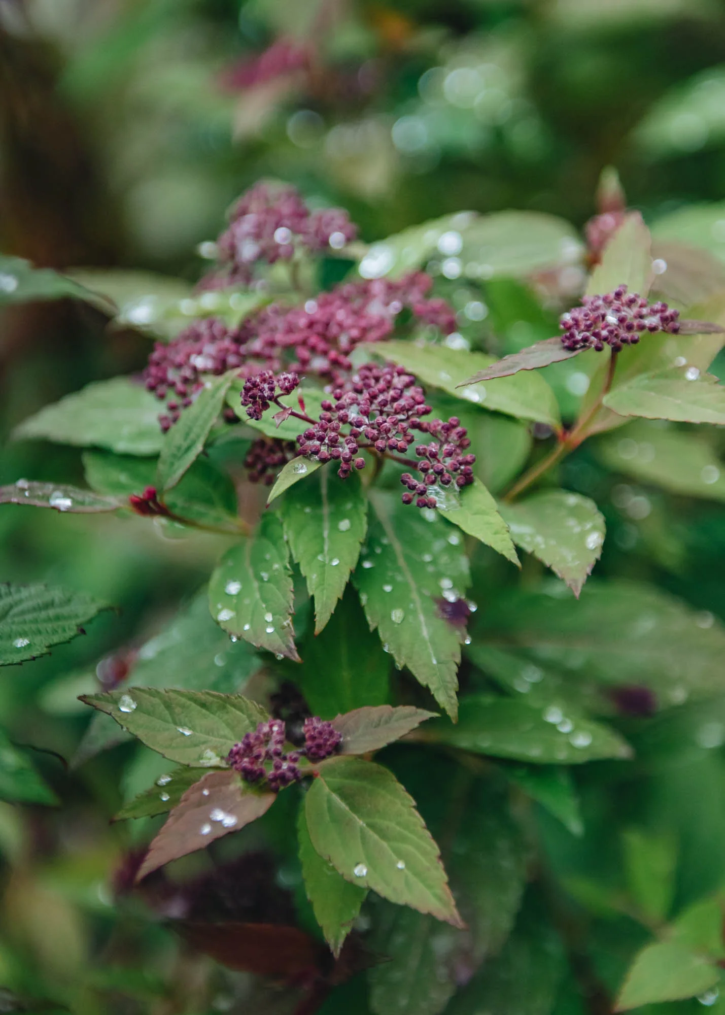 Spiraea Double Play Artist, 2L - Image 2