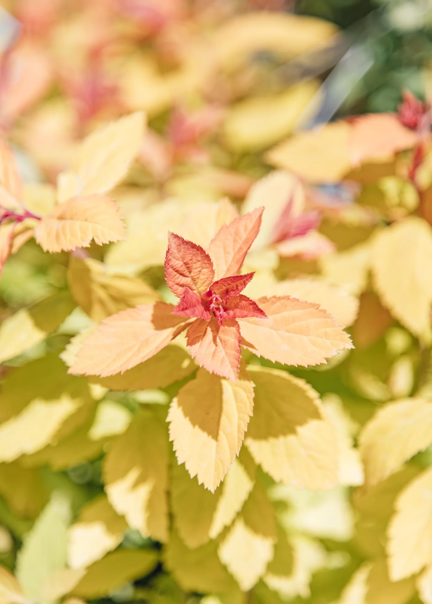Spiraea Double Play Big Bang, 2L - Image 3