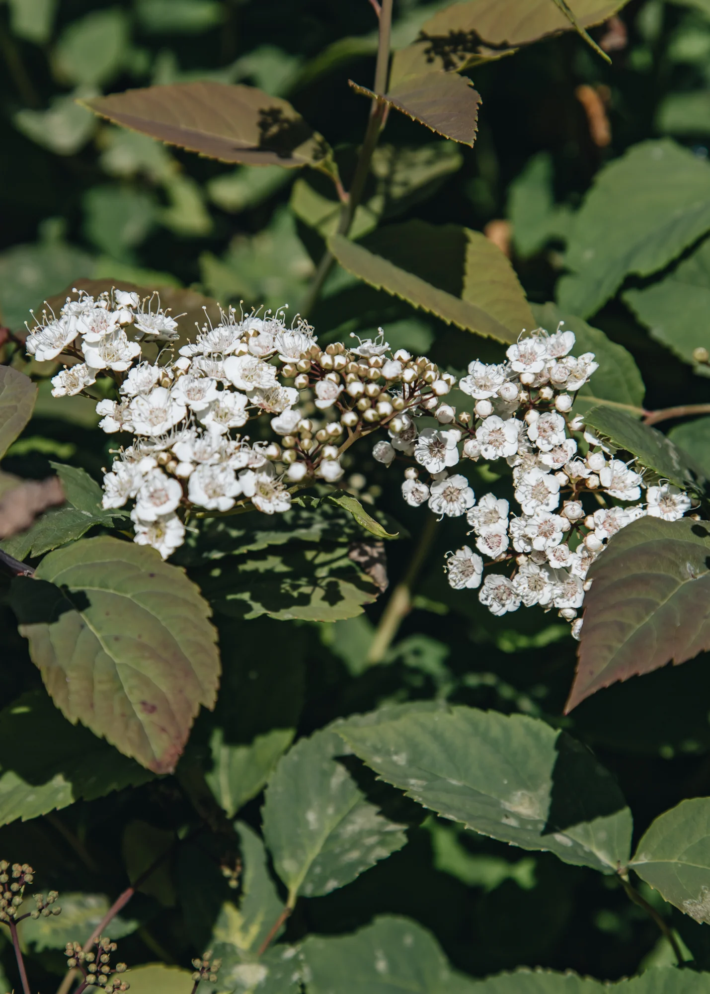Spiraea media Double Play® 'Blue Kazoo®', 3L - Image 3