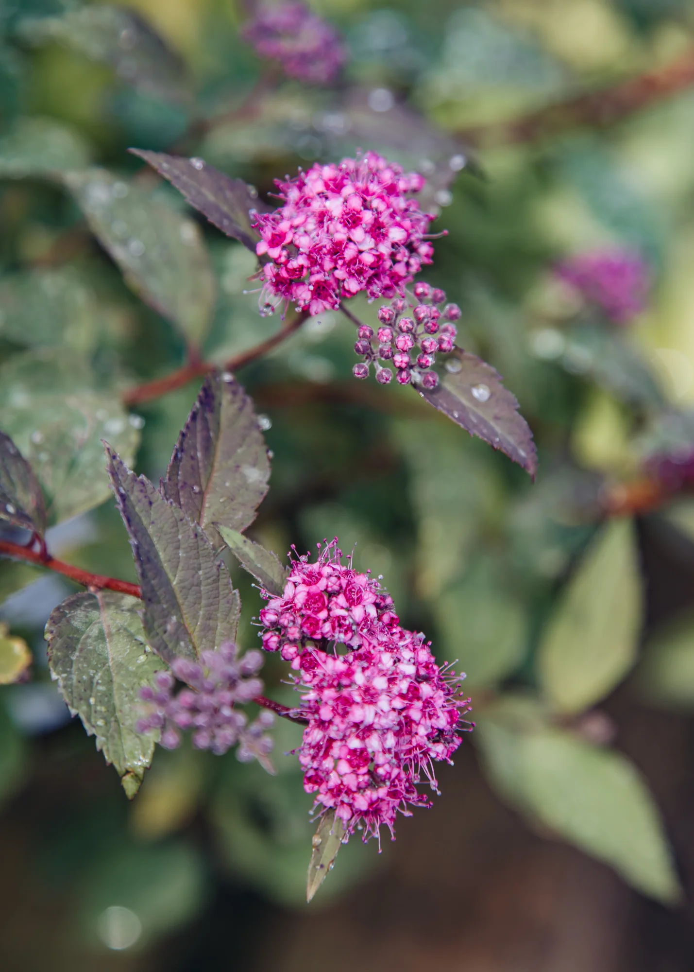 Spiraea 'Merlo Green', 3L