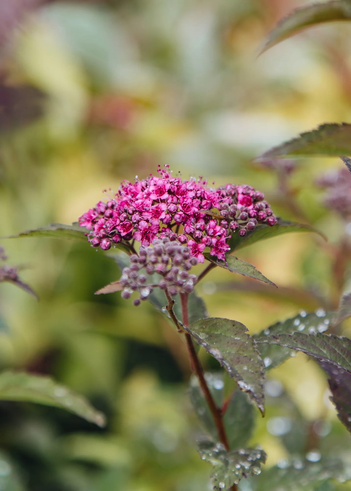 Spiraea 'Merlo Green', 3L - Image 2