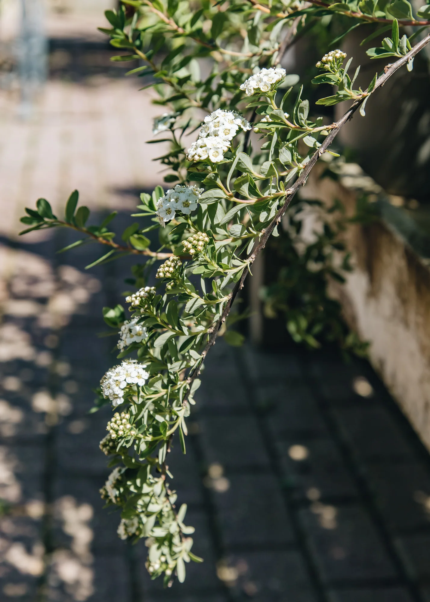 Spiraea nipponica Snowmound, 3L  - Image 2