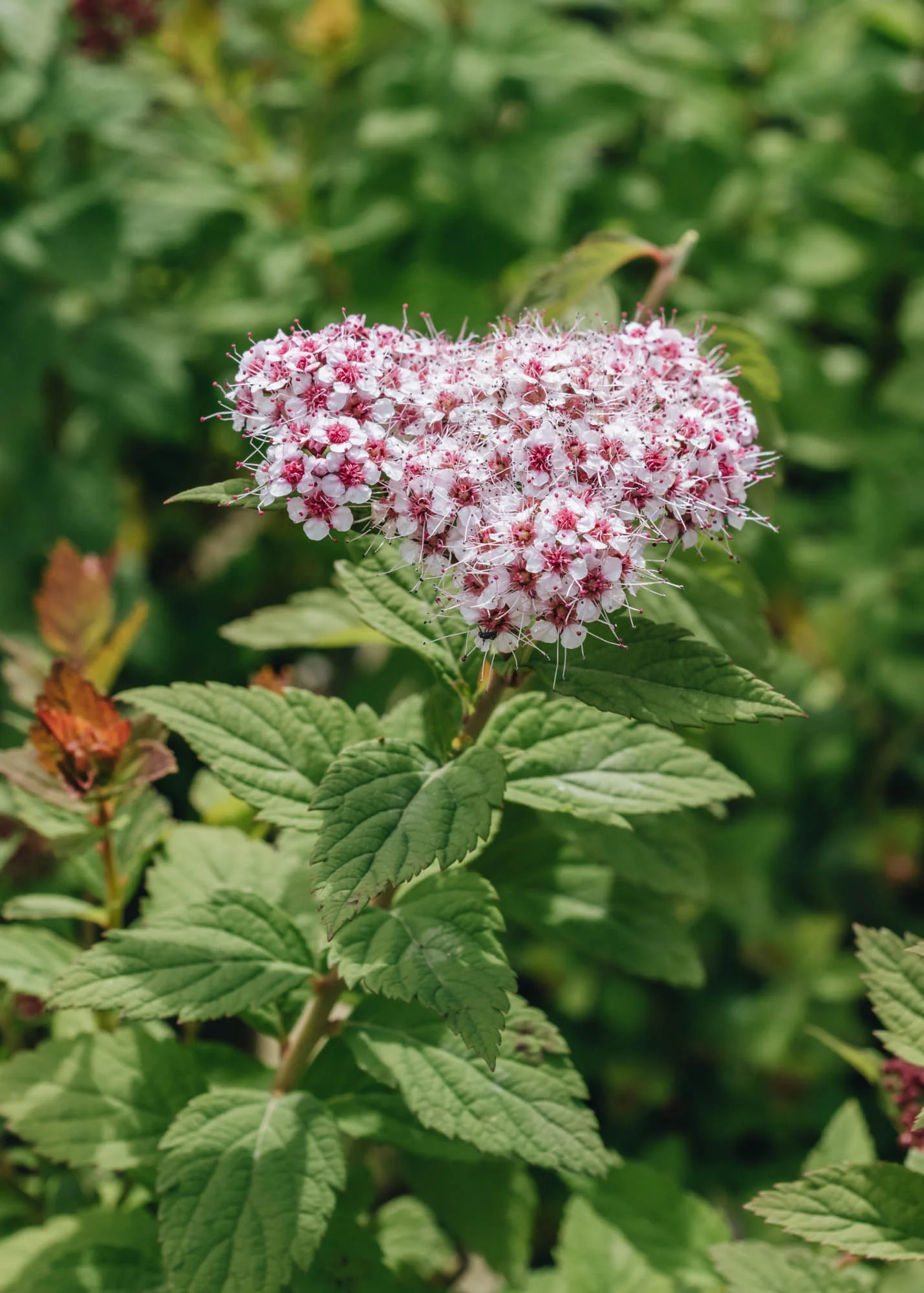 Spiraea Sparkling Champagne, 3L